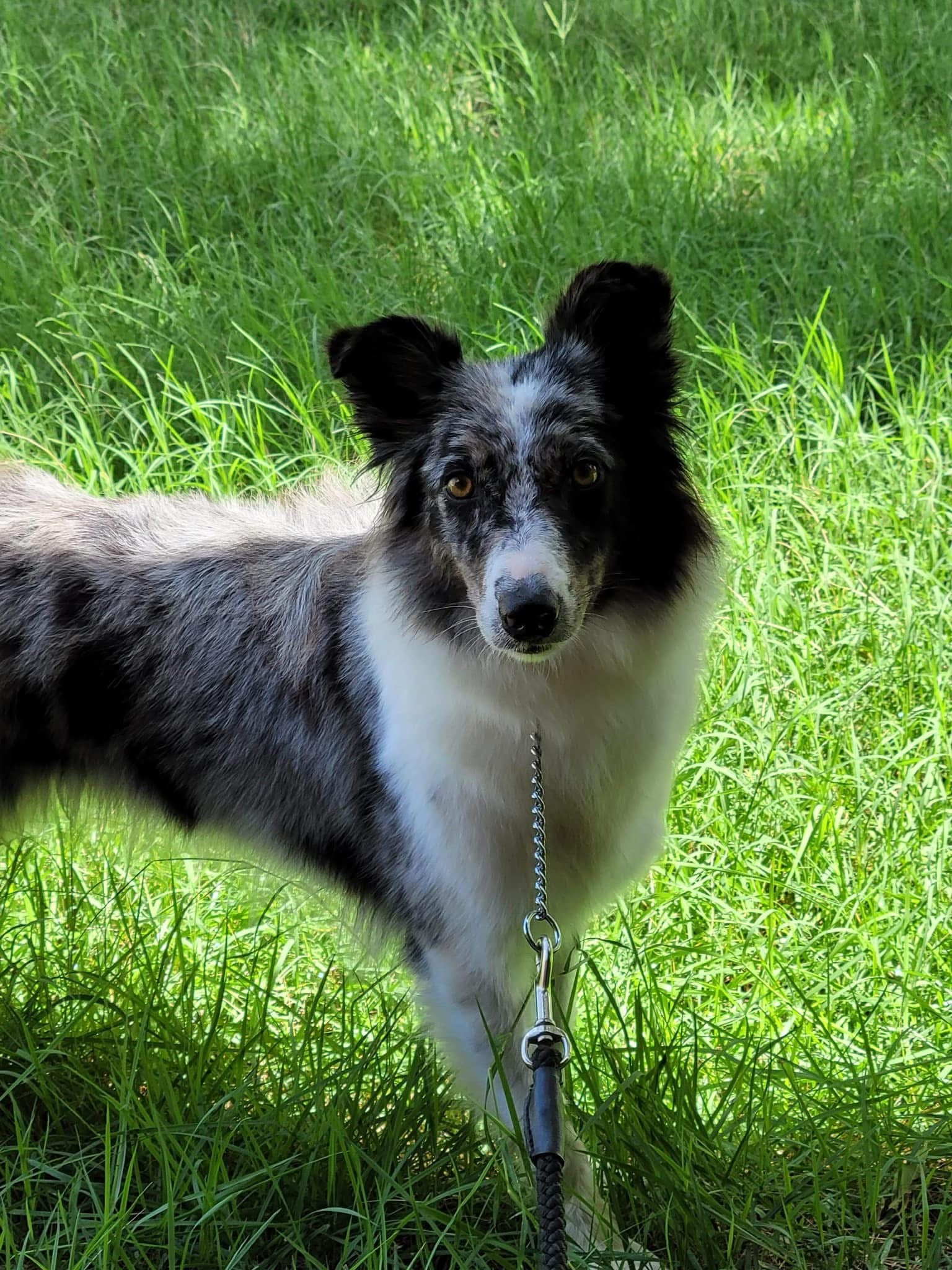 Ahsoka breeding border collie Ross Vegas Kennels