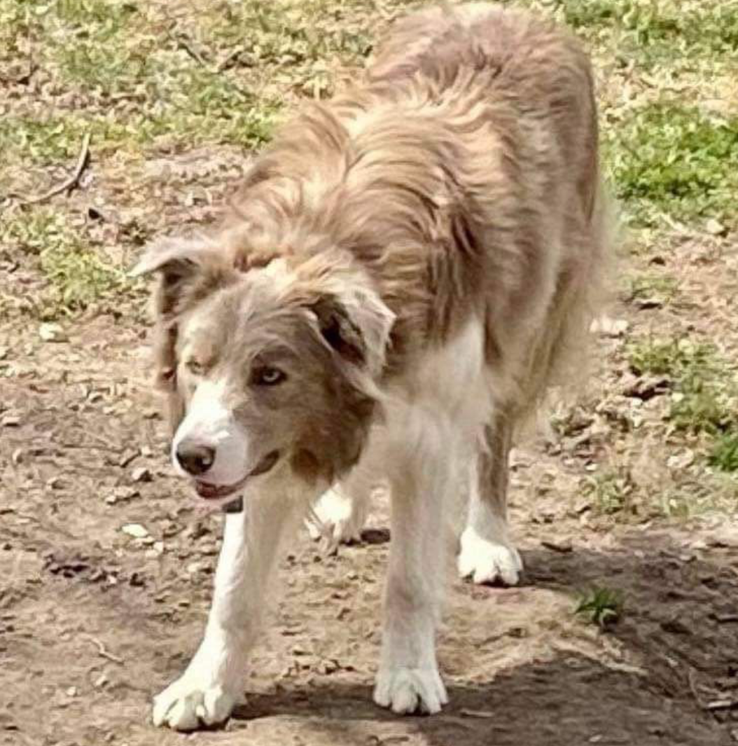axon - male Border Collie stud dog - Ross Vegas Kennels