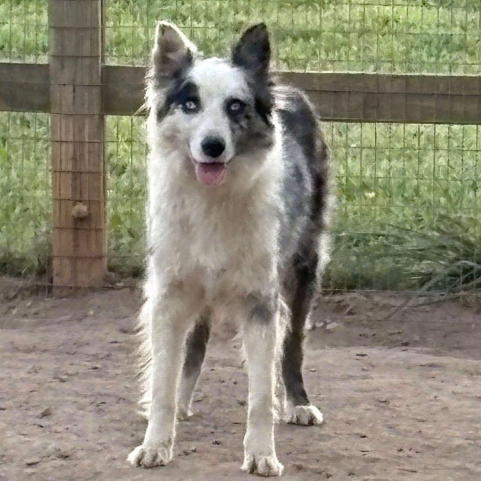 Cardi B - female Border Collie breeding dog - Ross Vegas Kennels