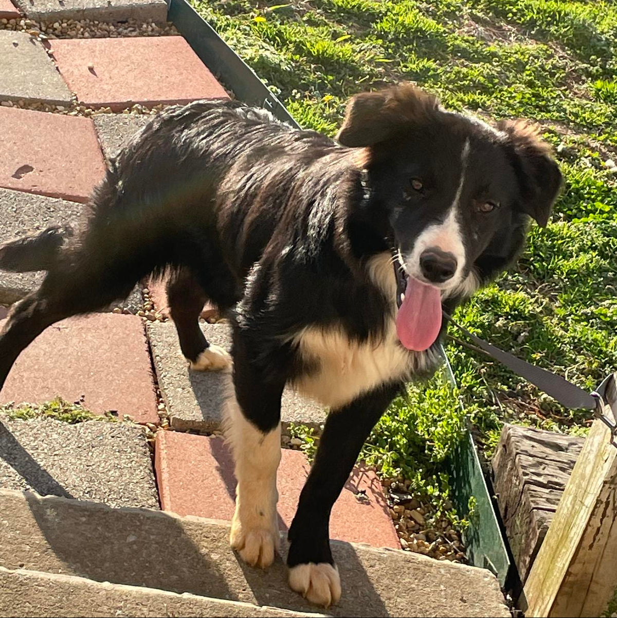Cooper