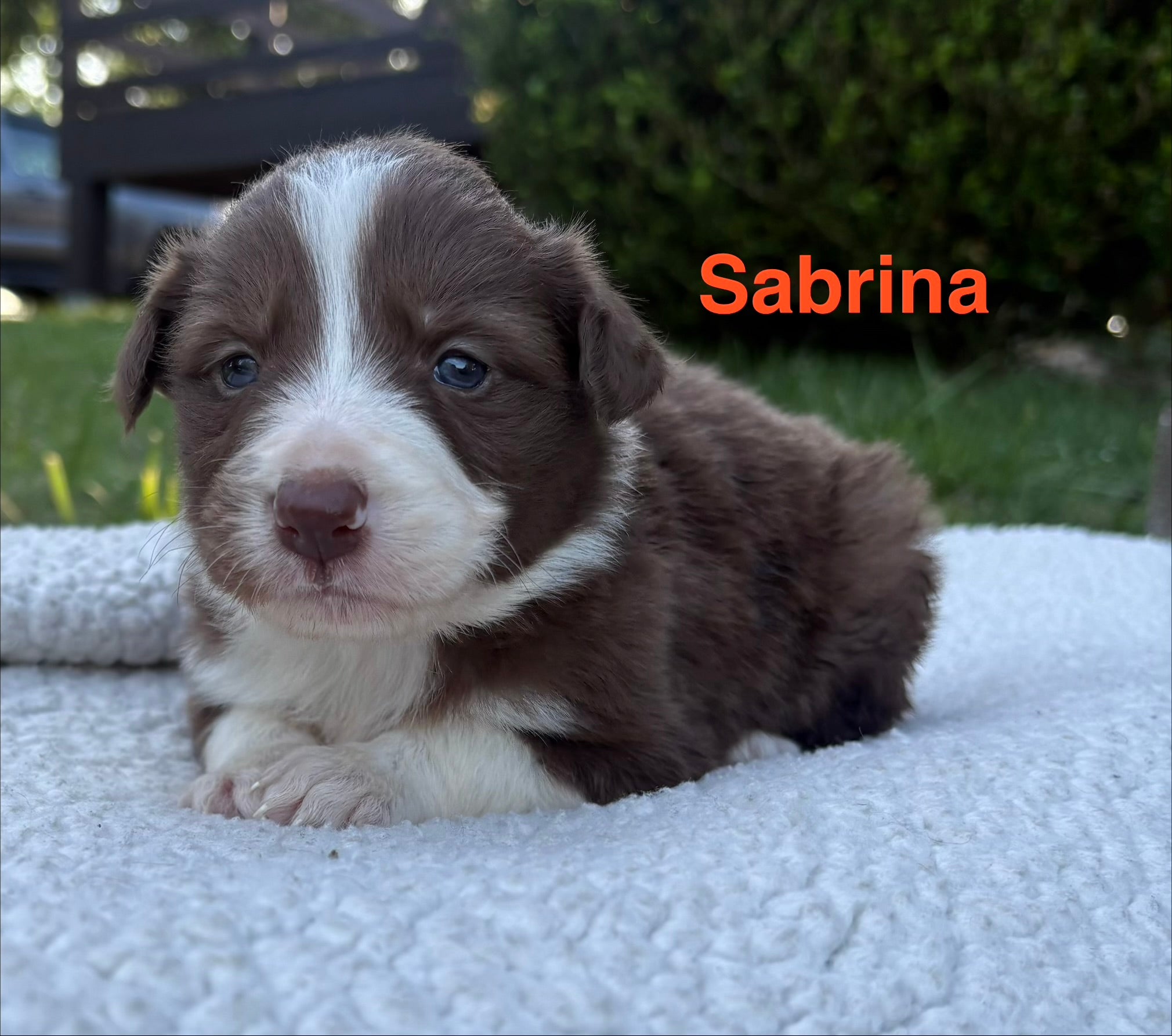 Sabrina♀️- Reserved