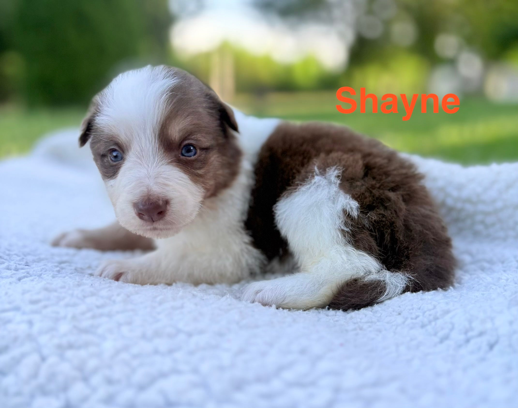 Meet Shayne ♂️