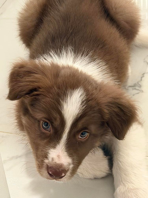 Product photo by Emee R.