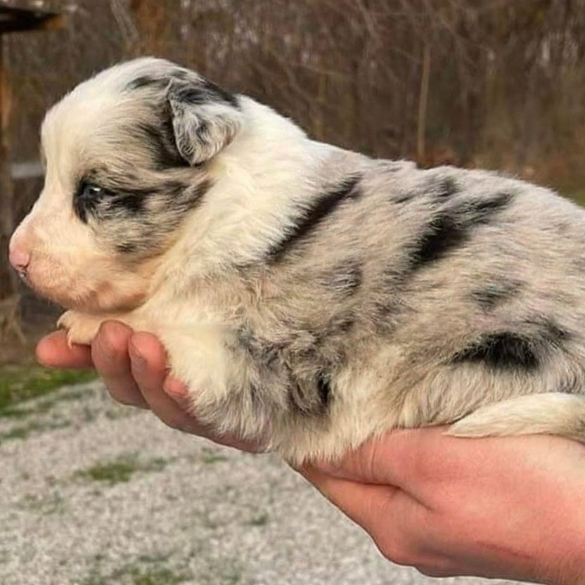Indigo-(Blue Merle)