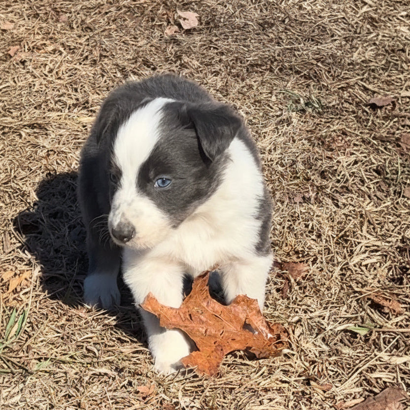 Malcolm-(Blue/White)