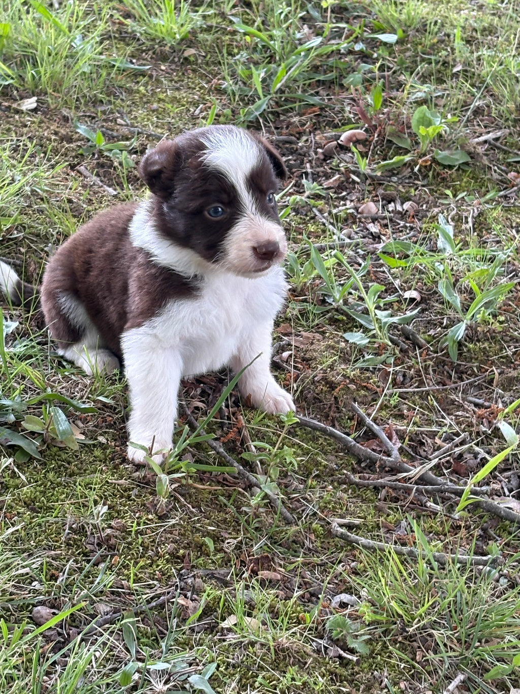 Red and White female Rough Collie puppy Jackie available - Ross Vegas Kennels