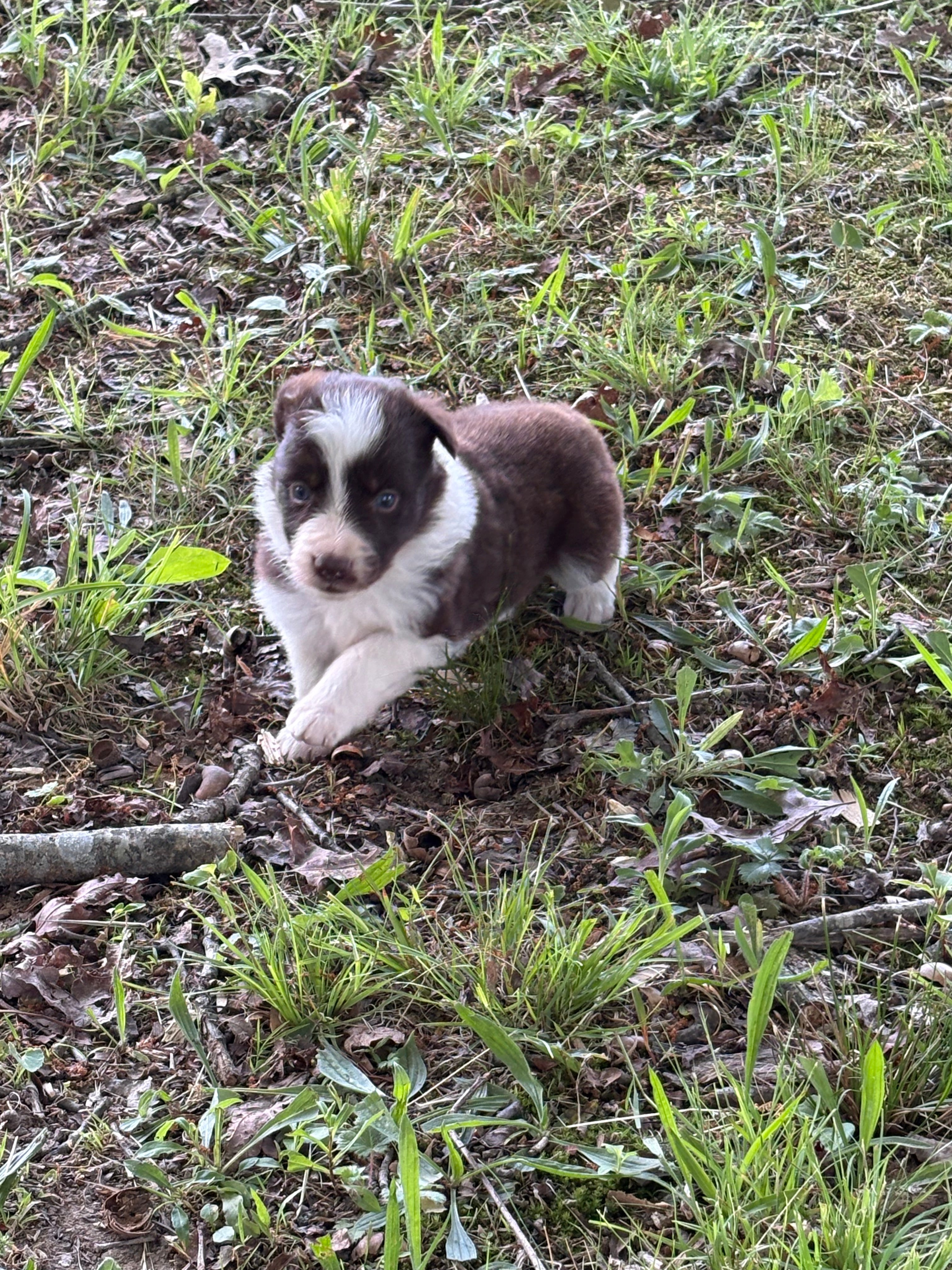Red and White female Rough Collie puppy Jackie available - Ross Vegas Kennels