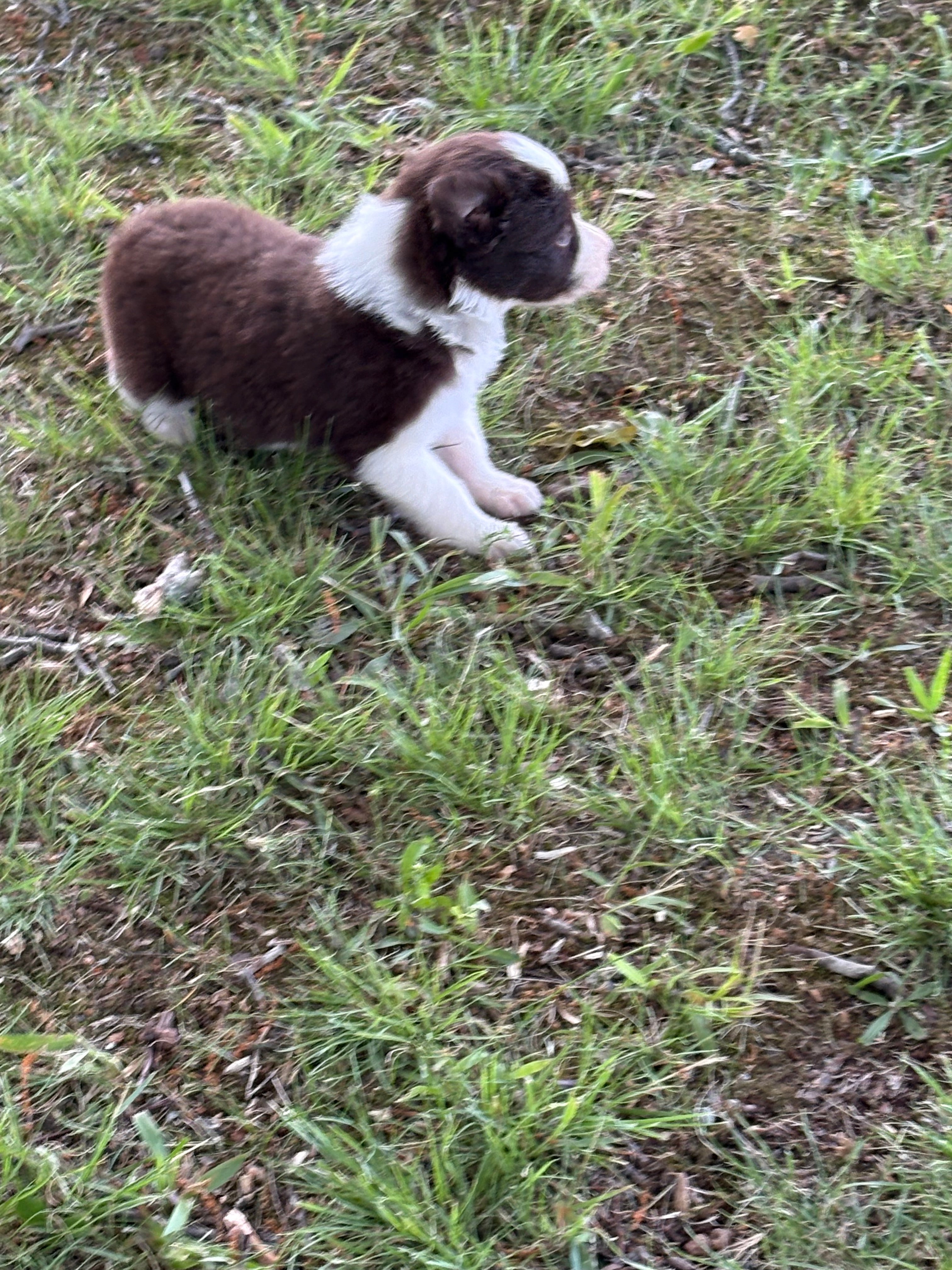 Red and White female Rough Collie puppy Jackie available - Ross Vegas Kennels