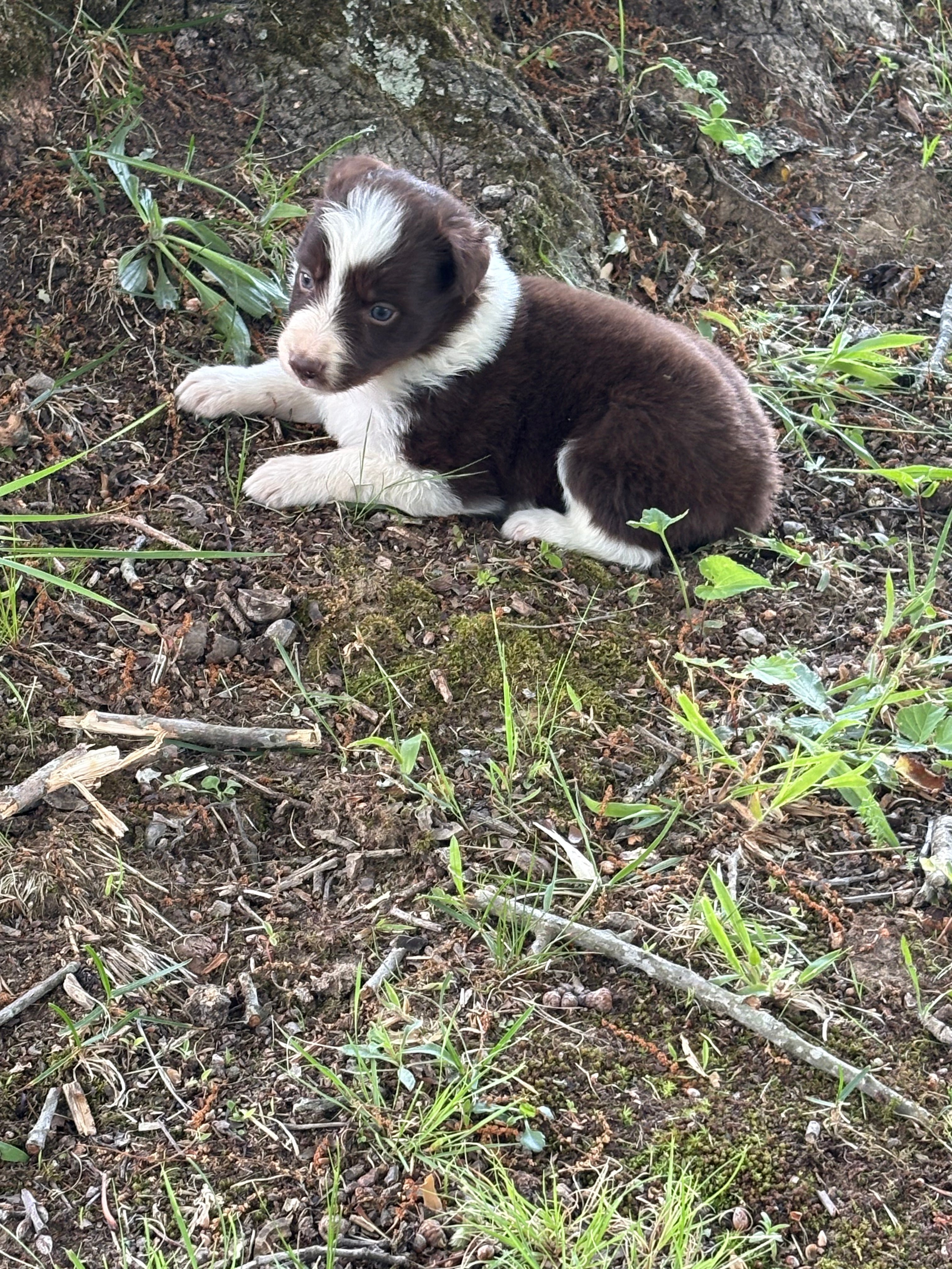 Red and White female Border Collie puppy Jackie - Ross Vegas Kennels