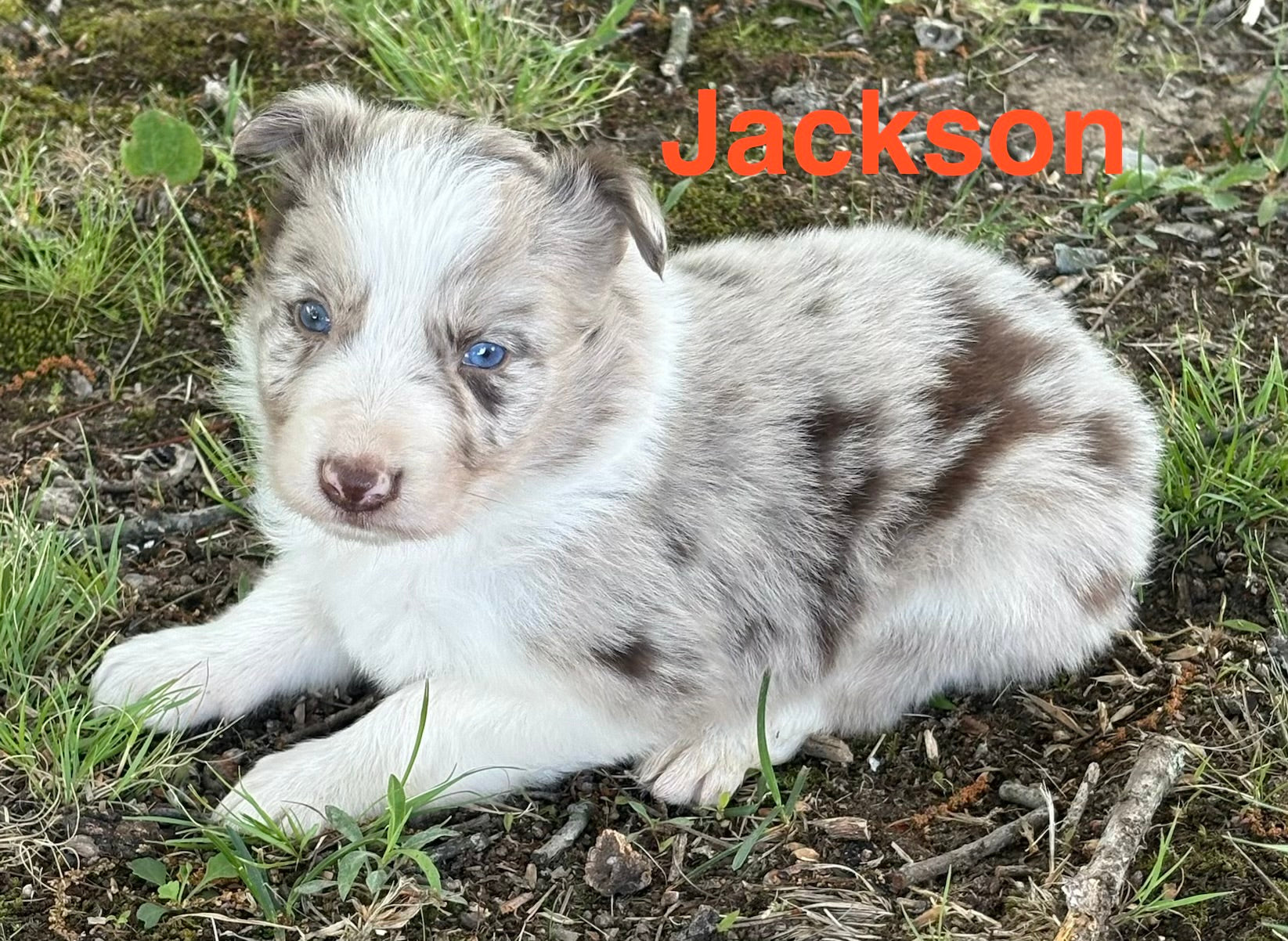 Red Merle male Rough Collie puppy Jackson available - Ross Vegas Kennels