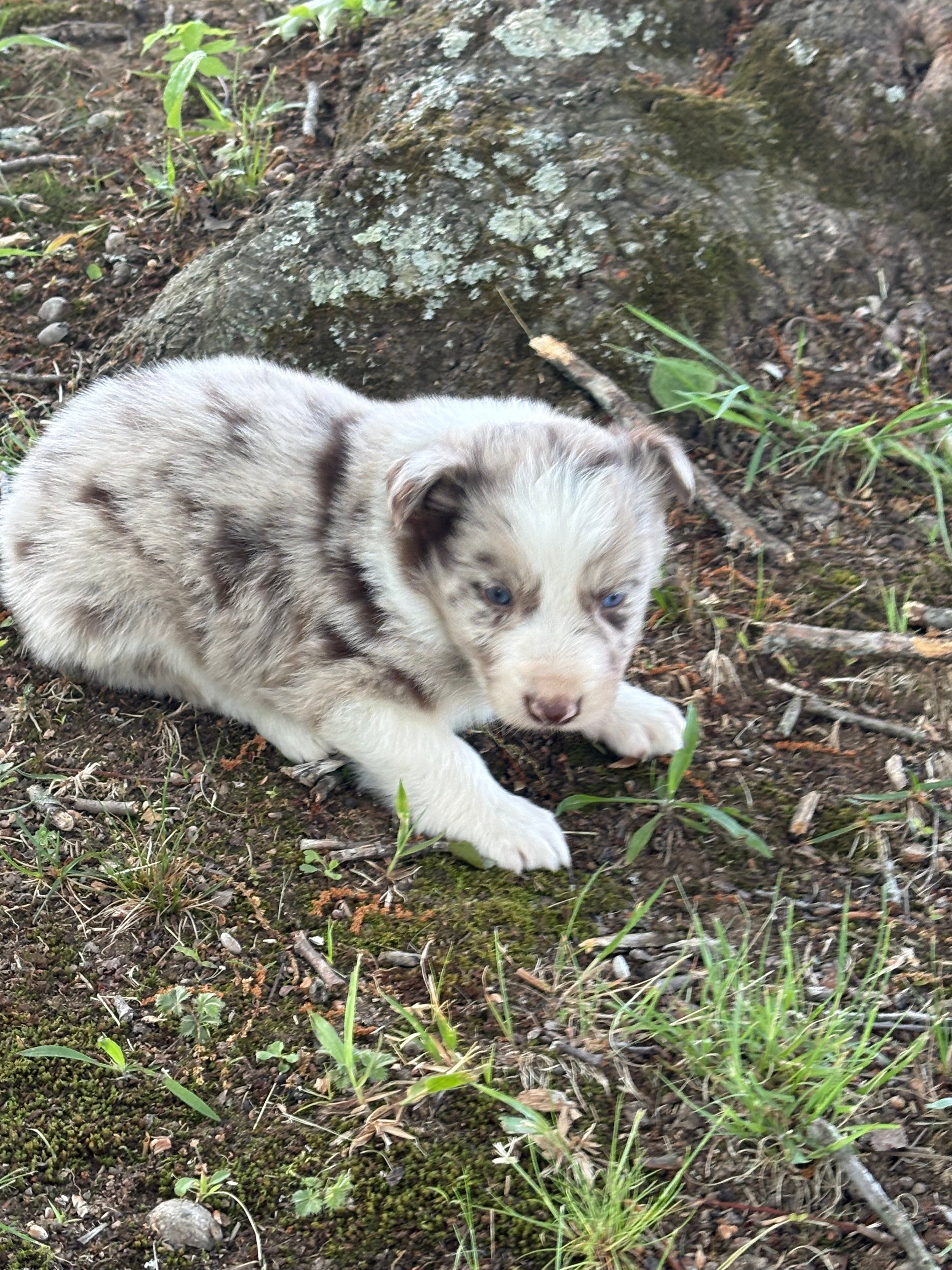 Red Merle male Border Collie puppy Jackson - Ross Vegas Kennels