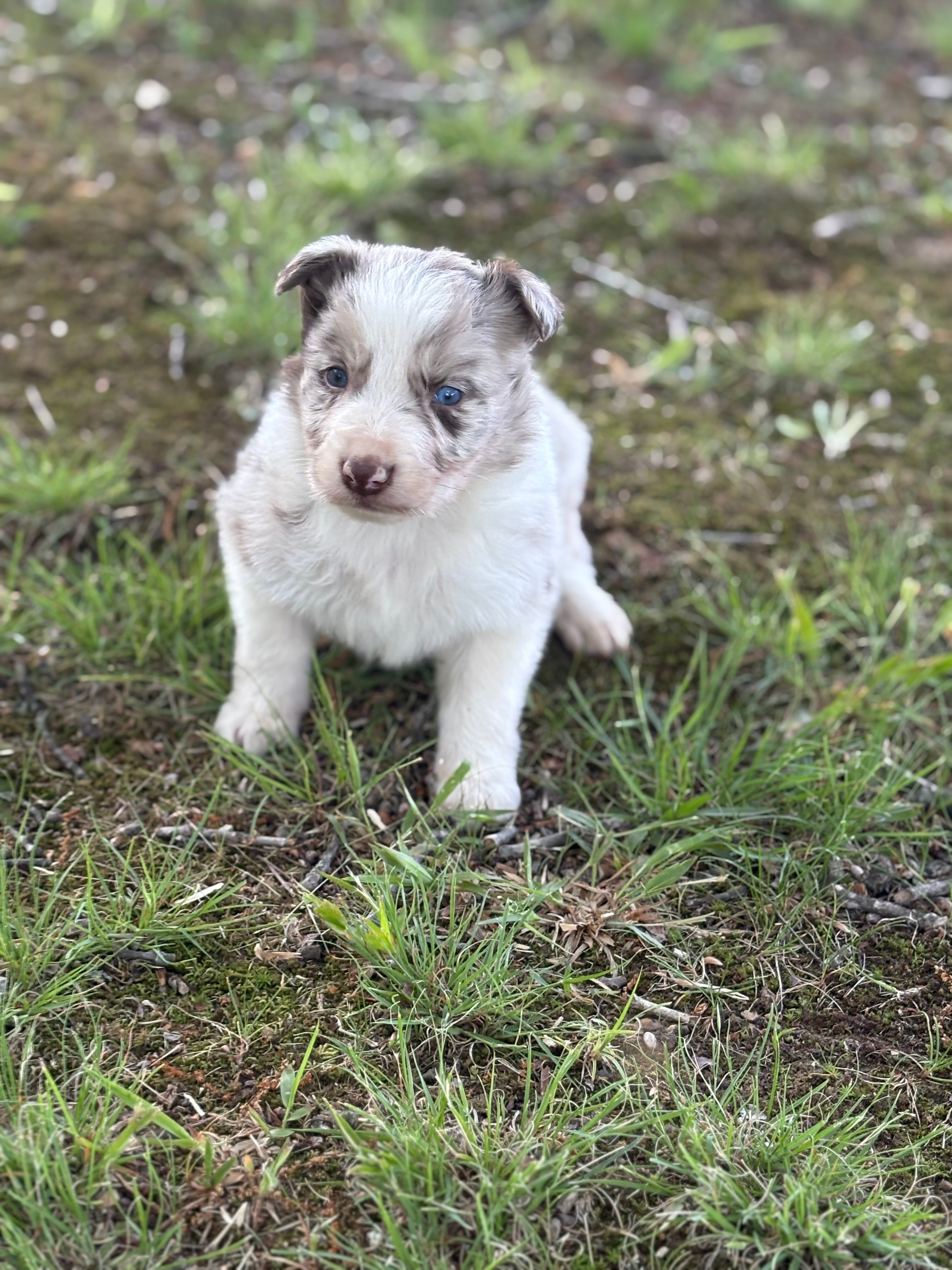 Red Merle male Rough Collie puppy Jackson available - Ross Vegas Kennels
