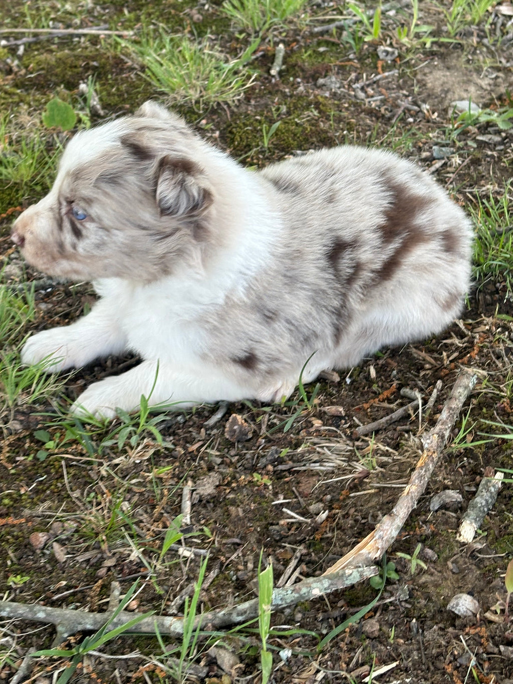 Red Merle male Rough Collie puppy Jackson available - Ross Vegas Kennels