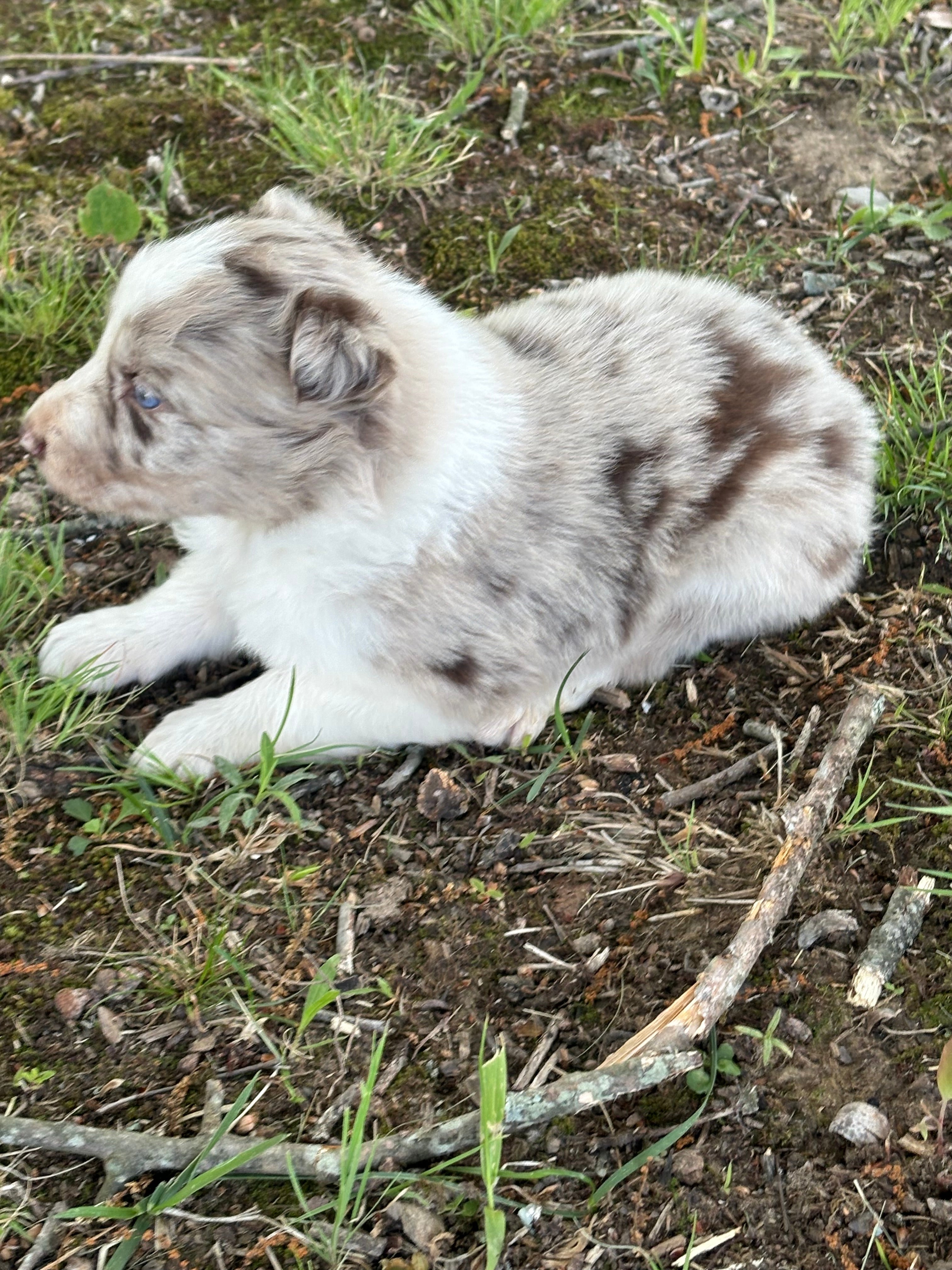 Red Merle male Rough Collie puppy Jackson available - Ross Vegas Kennels