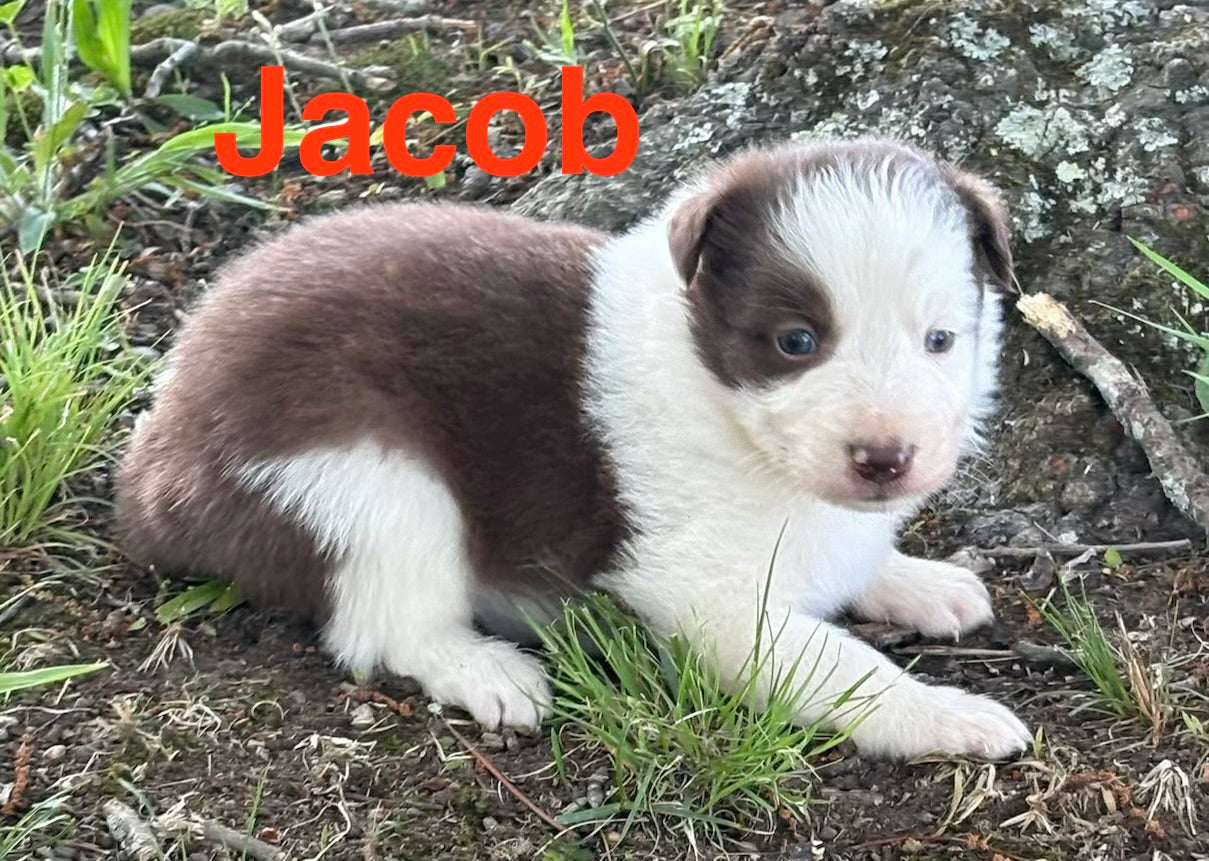 Red and White male Rough Collie puppy Jacob available - Ross Vegas Kennels