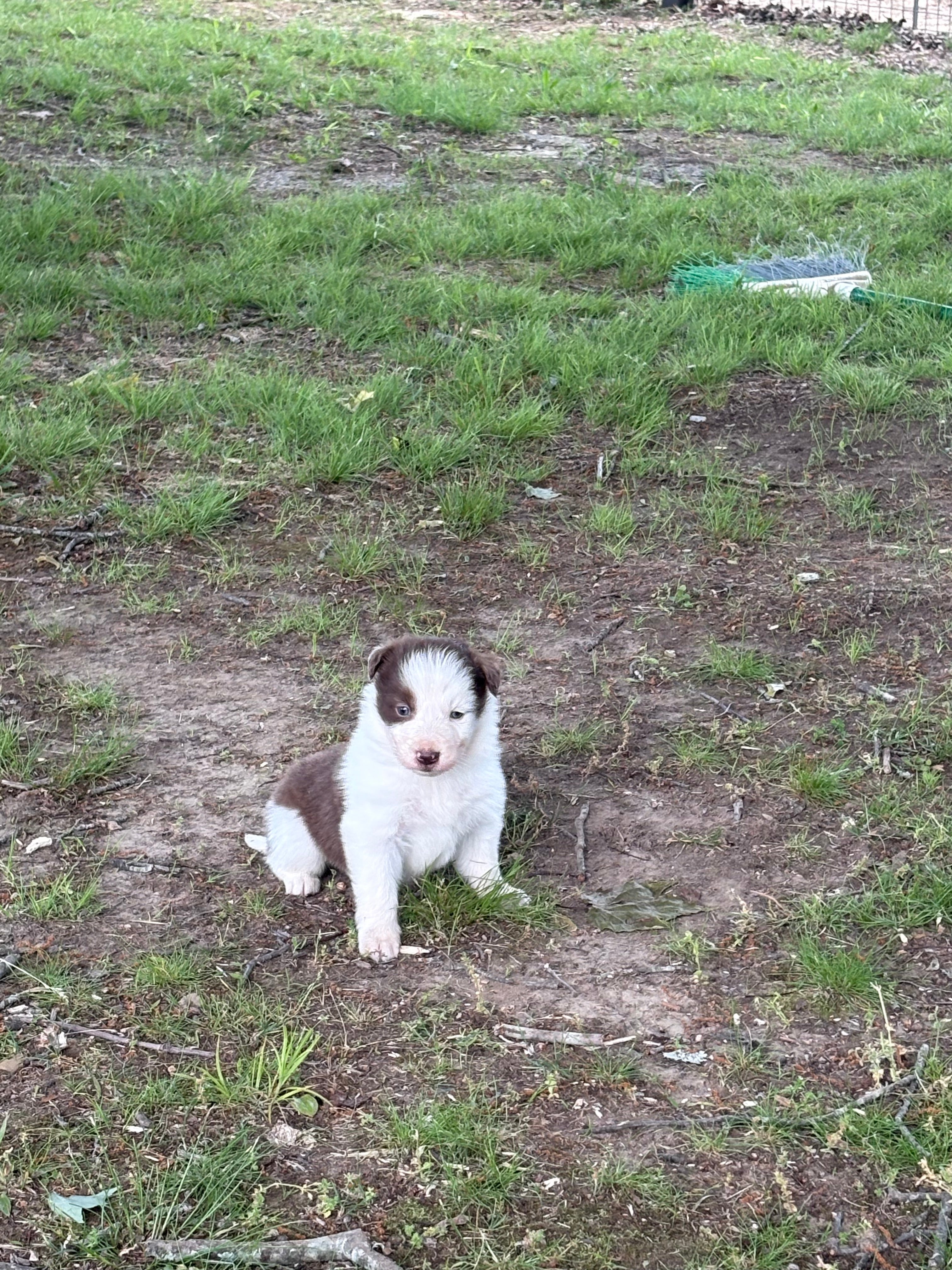 Red and White male Rough Collie puppy Jacob available - Ross Vegas Kennels