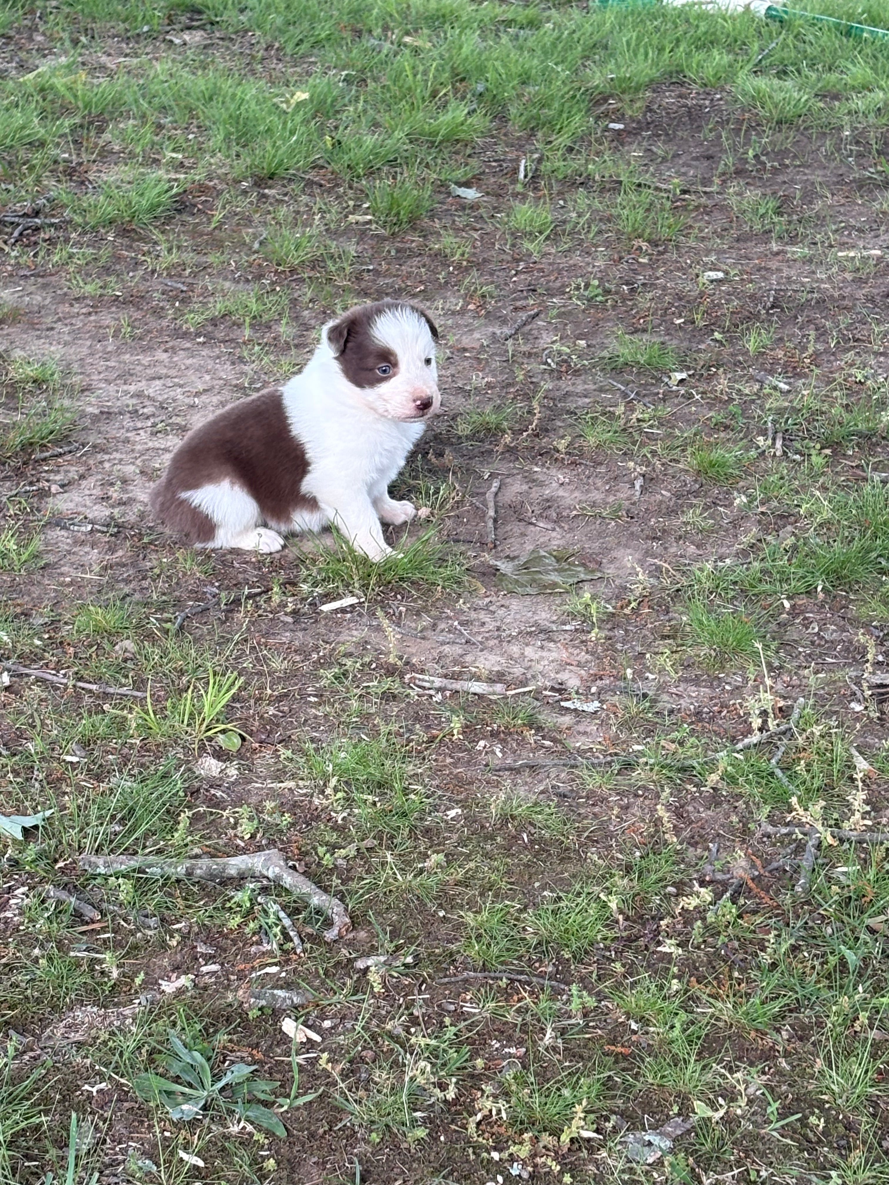 Red and White male Rough Collie puppy Jacob available - Ross Vegas Kennels