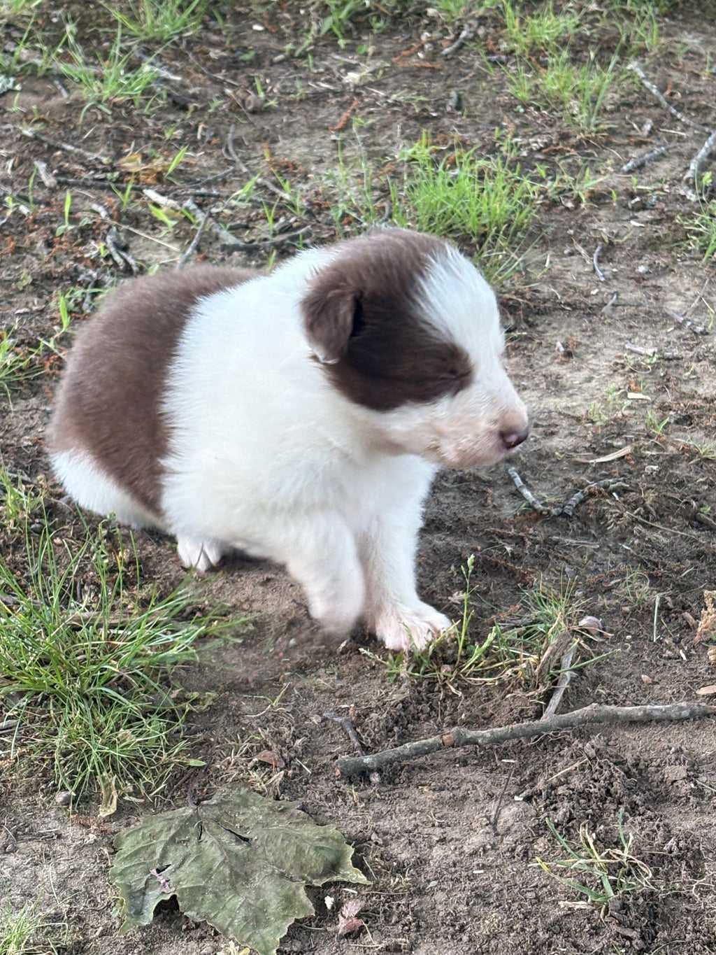 Red and White male Rough Collie puppy Jacob available - Ross Vegas Kennels