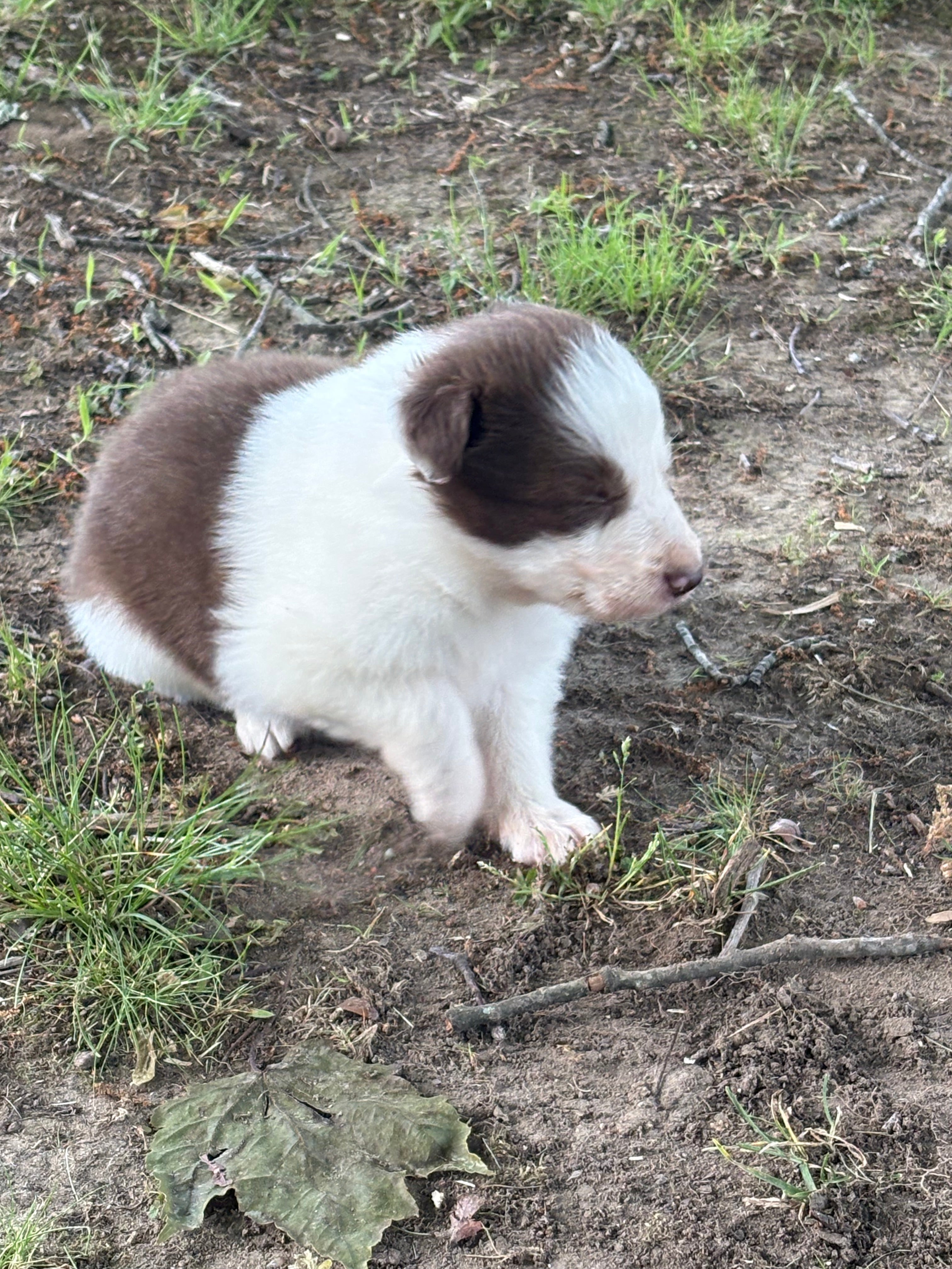 Red and White male Rough Collie puppy Jacob available - Ross Vegas Kennels