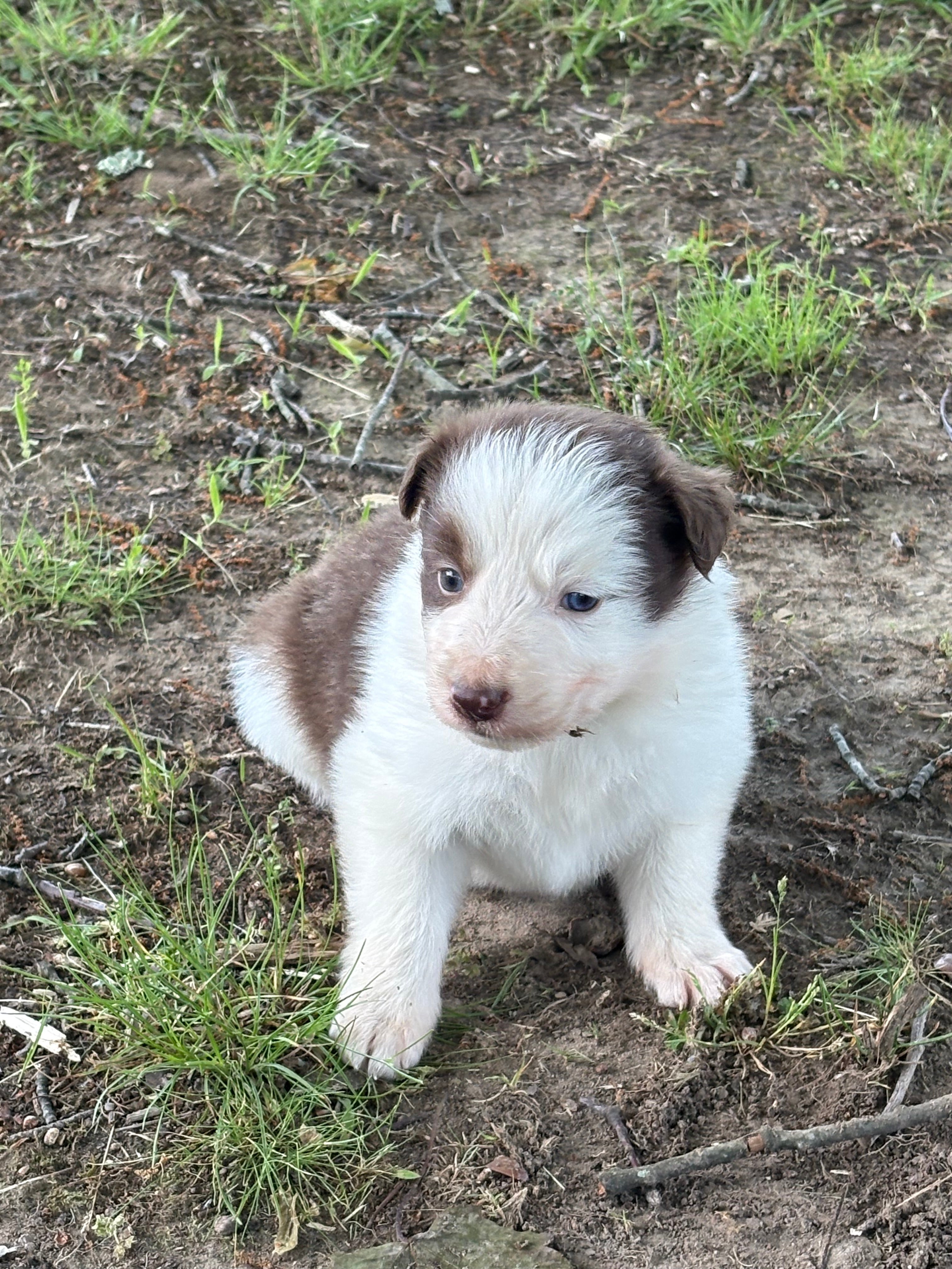 Red and White male Rough Collie puppy Jacob available - Ross Vegas Kennels