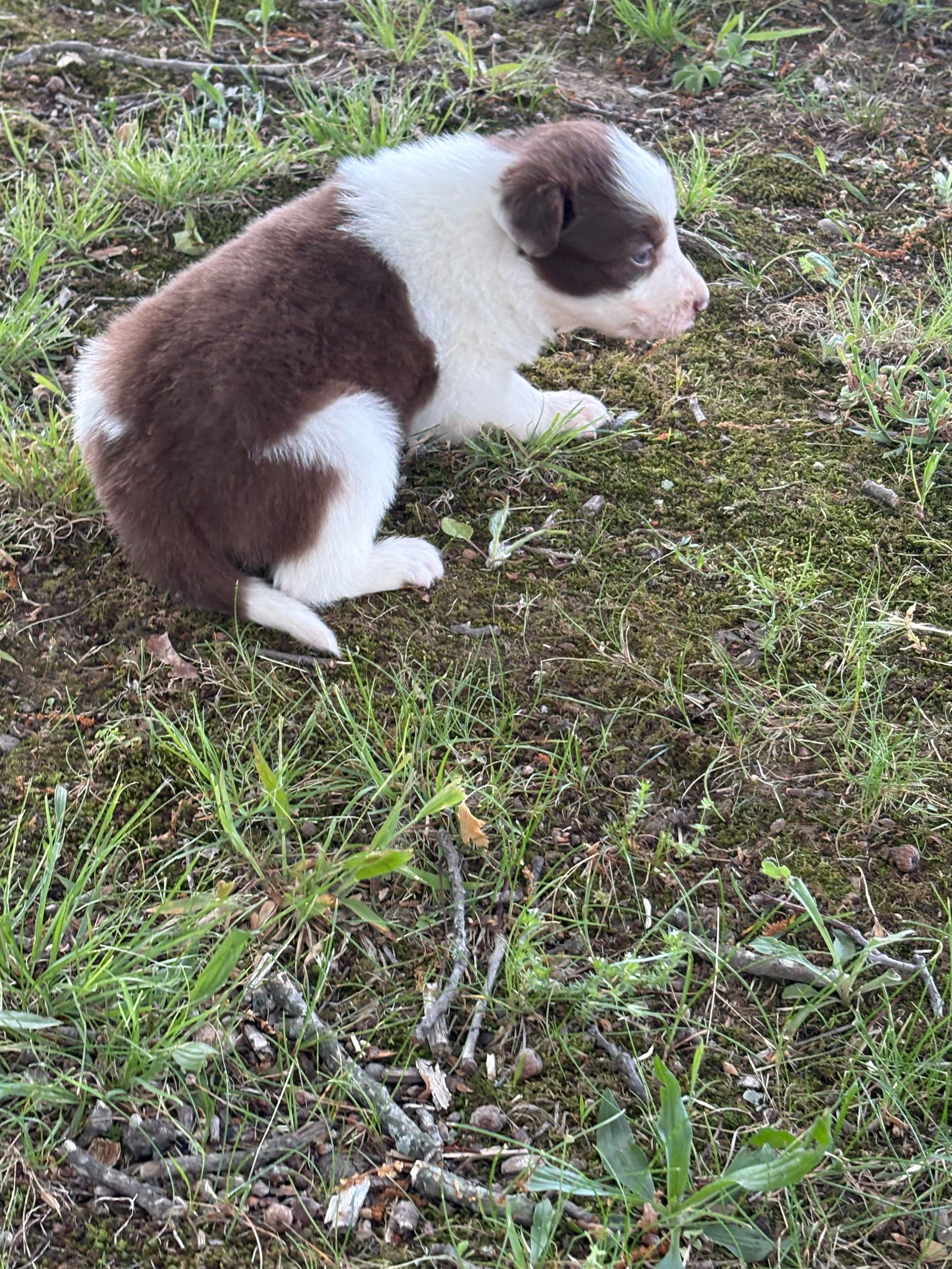 Red and White male Rough Collie puppy Jacob available - Ross Vegas Kennels