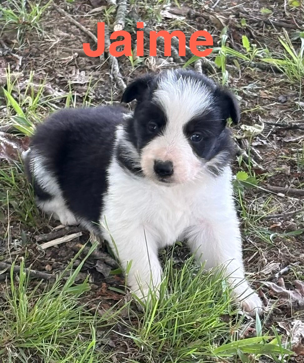 Black and White female Rough Collie puppy Jaime available - Ross Vegas Kennels