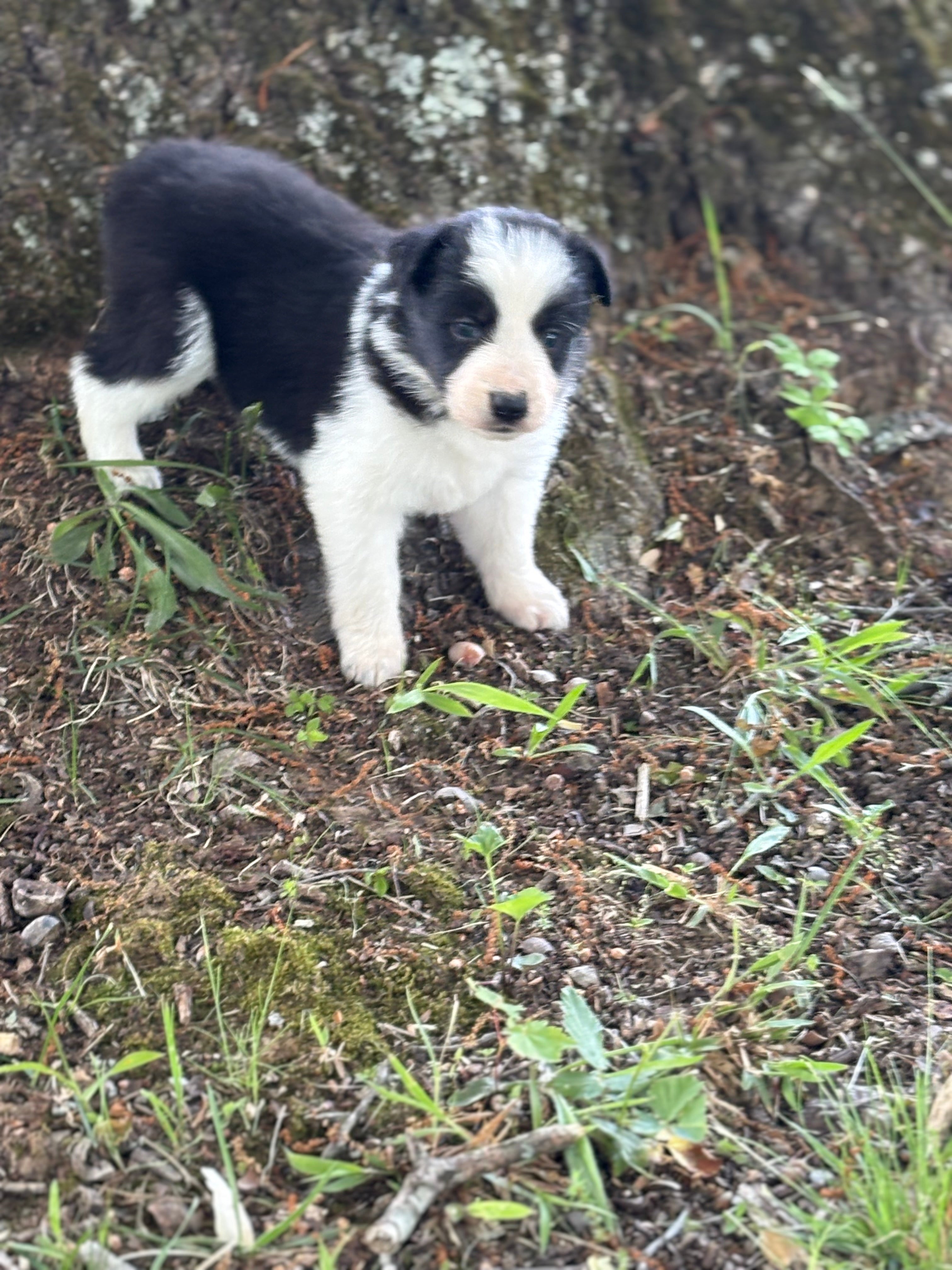 Black and White female Rough Collie puppy Jaime available - Ross Vegas Kennels