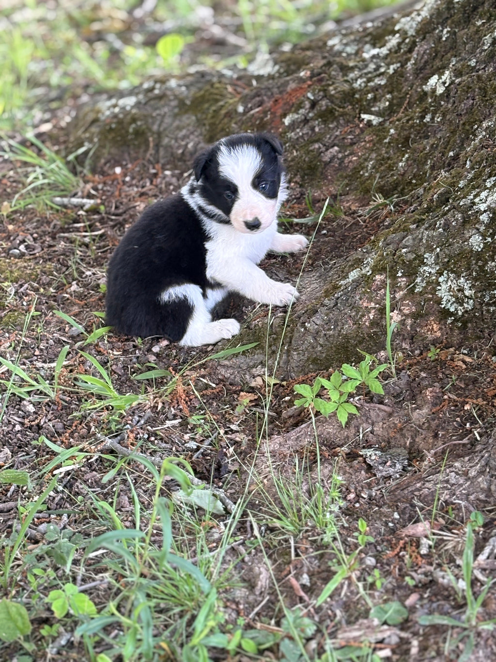 Black and White female Rough Collie puppy Jaime available - Ross Vegas Kennels