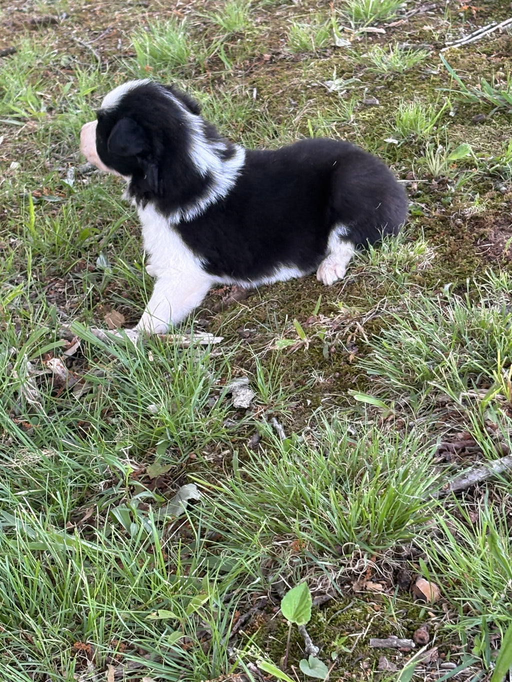 Black and White female Rough Collie puppy Jaime available - Ross Vegas Kennels