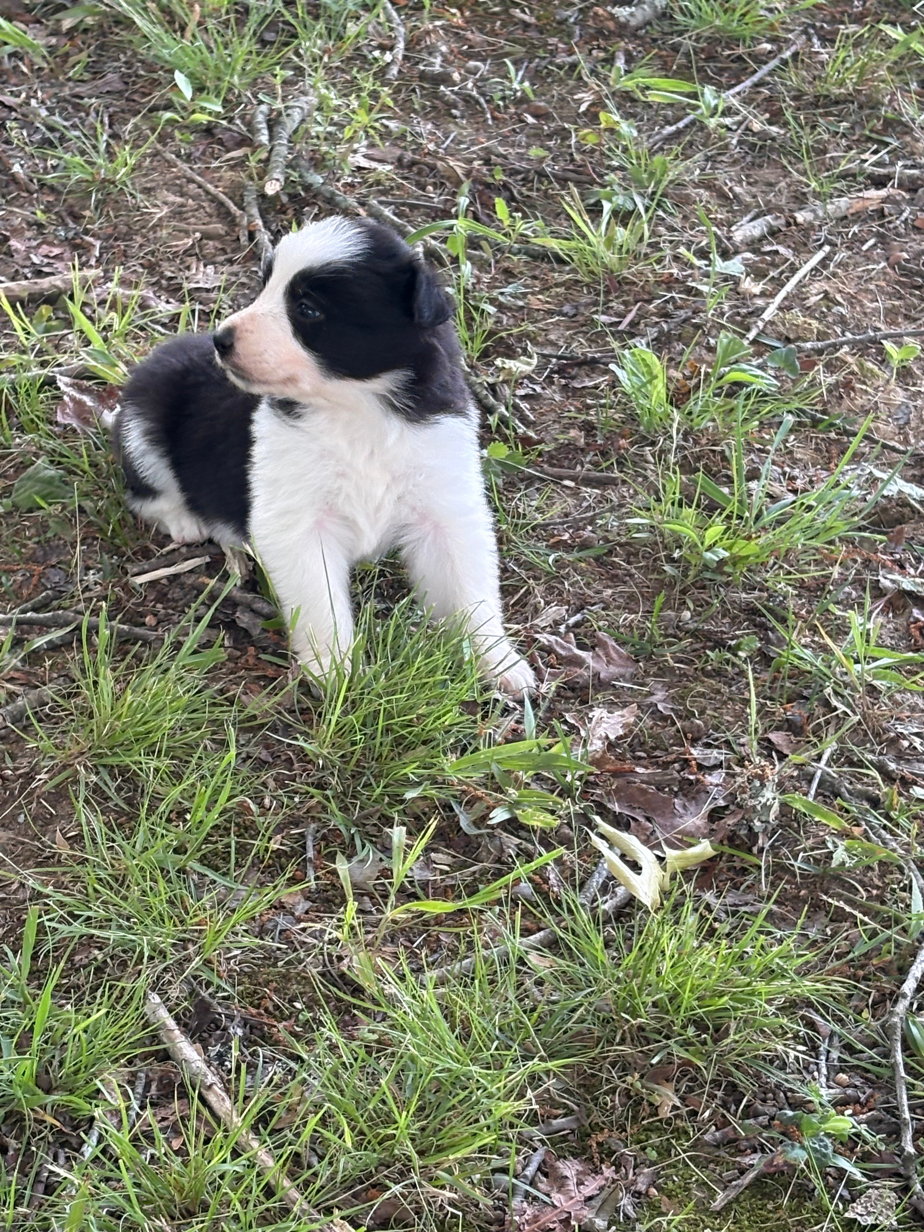 Black and White female Rough Collie puppy Jaime available - Ross Vegas Kennels