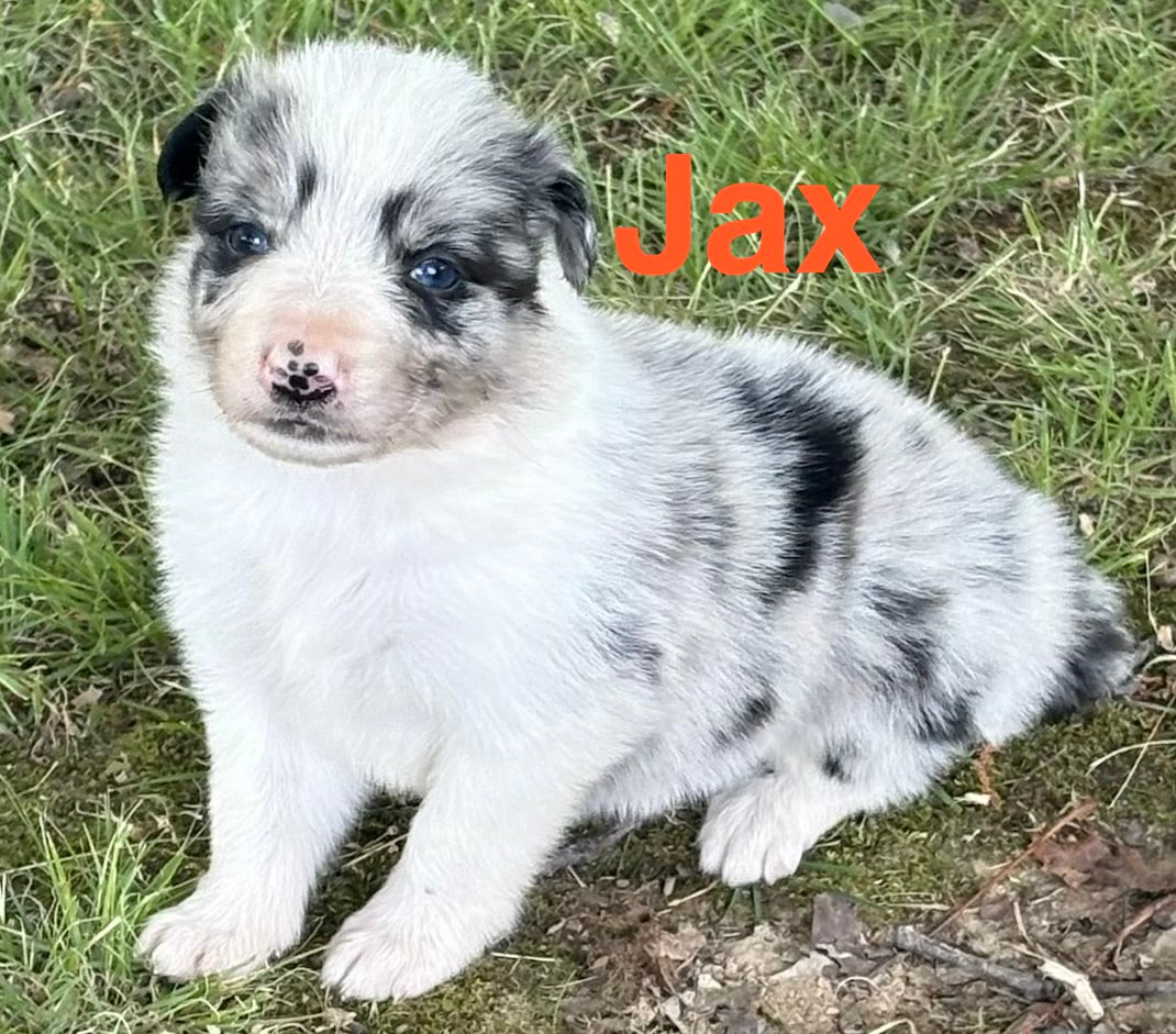 Blue Merle male Rough Collie puppy Jax available - Ross Vegas Kennels
