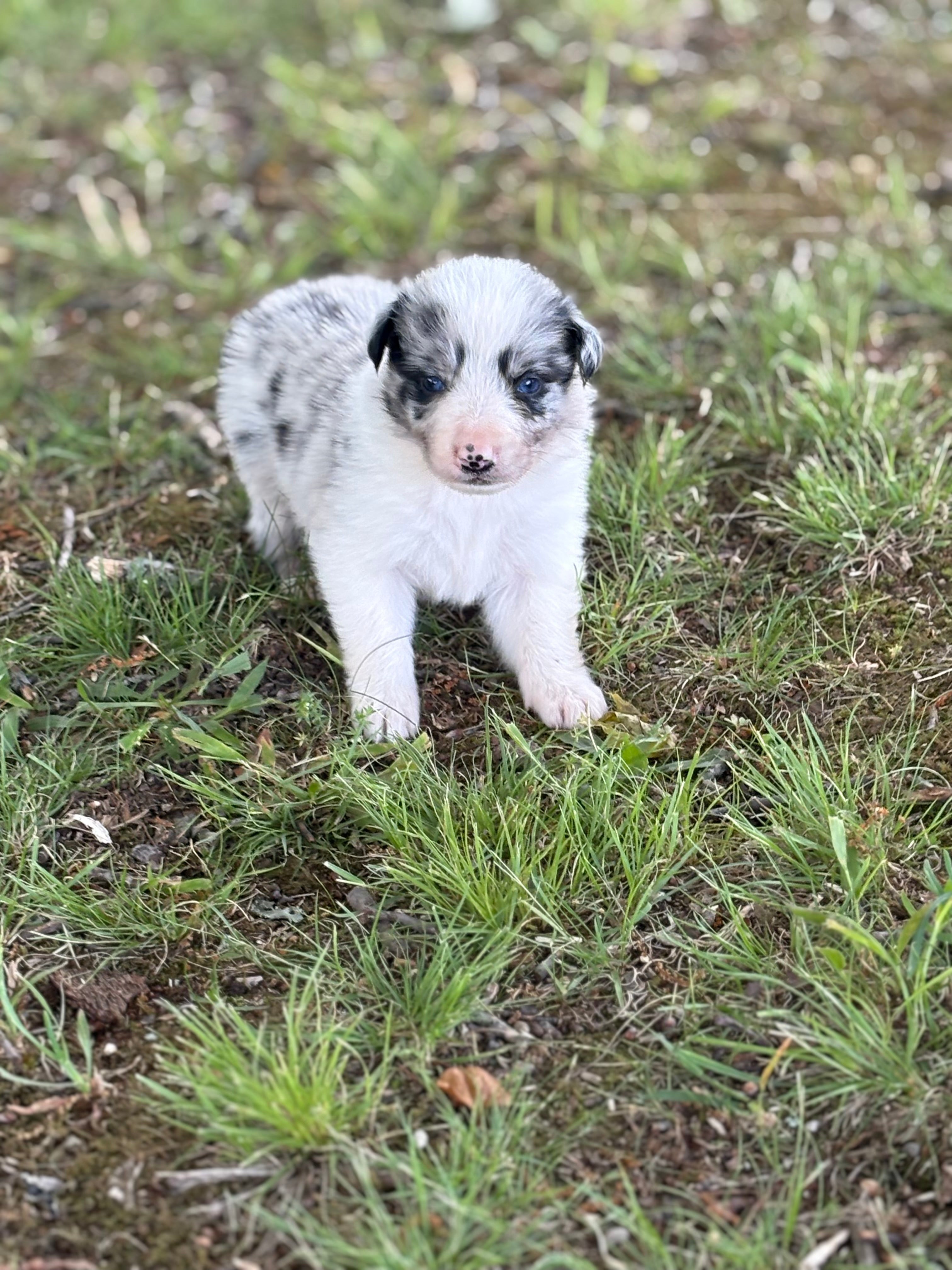 Blue Merle male Rough Collie puppy Jax available - Ross Vegas Kennels