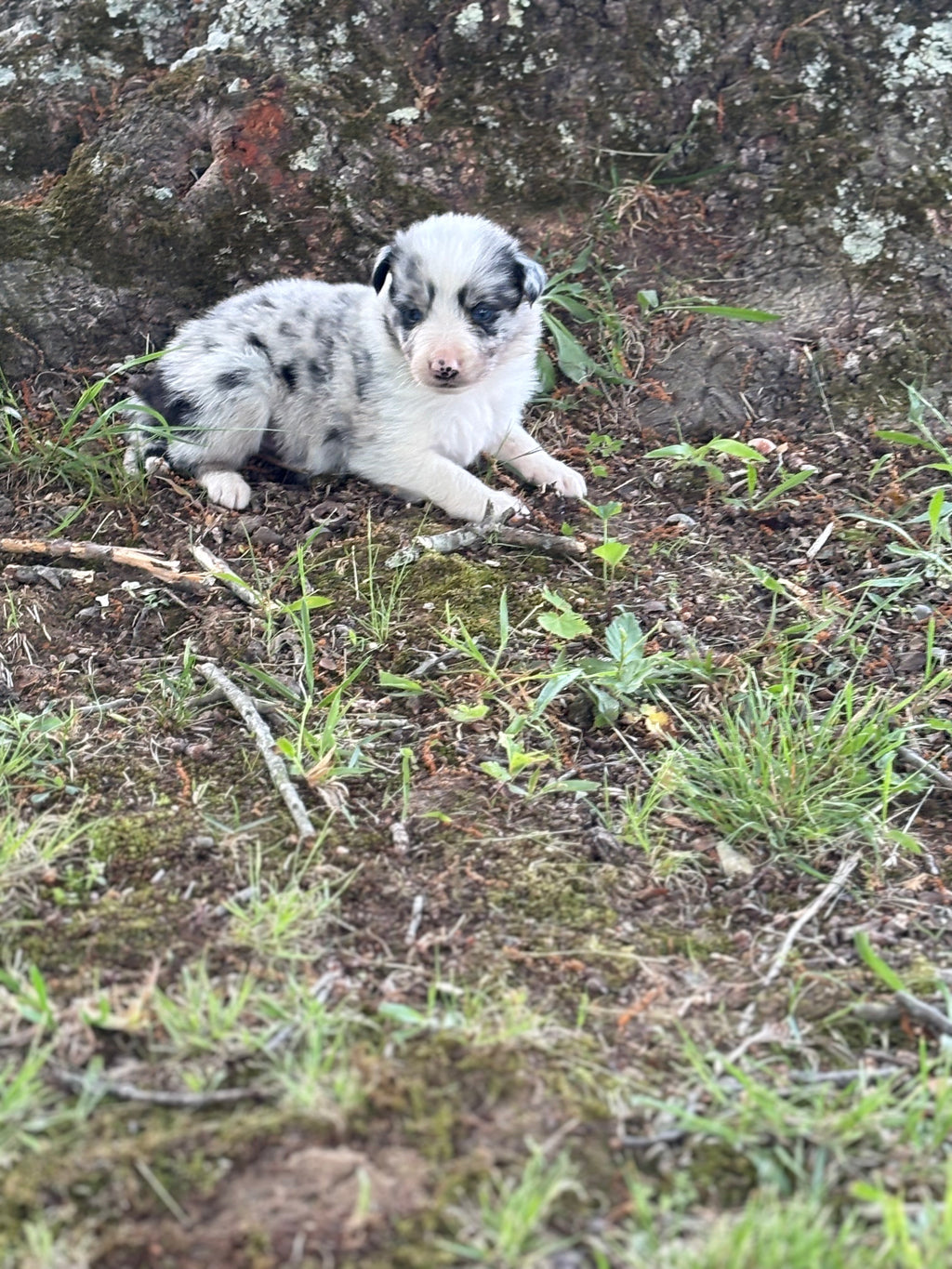 Blue Merle male Rough Collie puppy Jax available - Ross Vegas Kennels