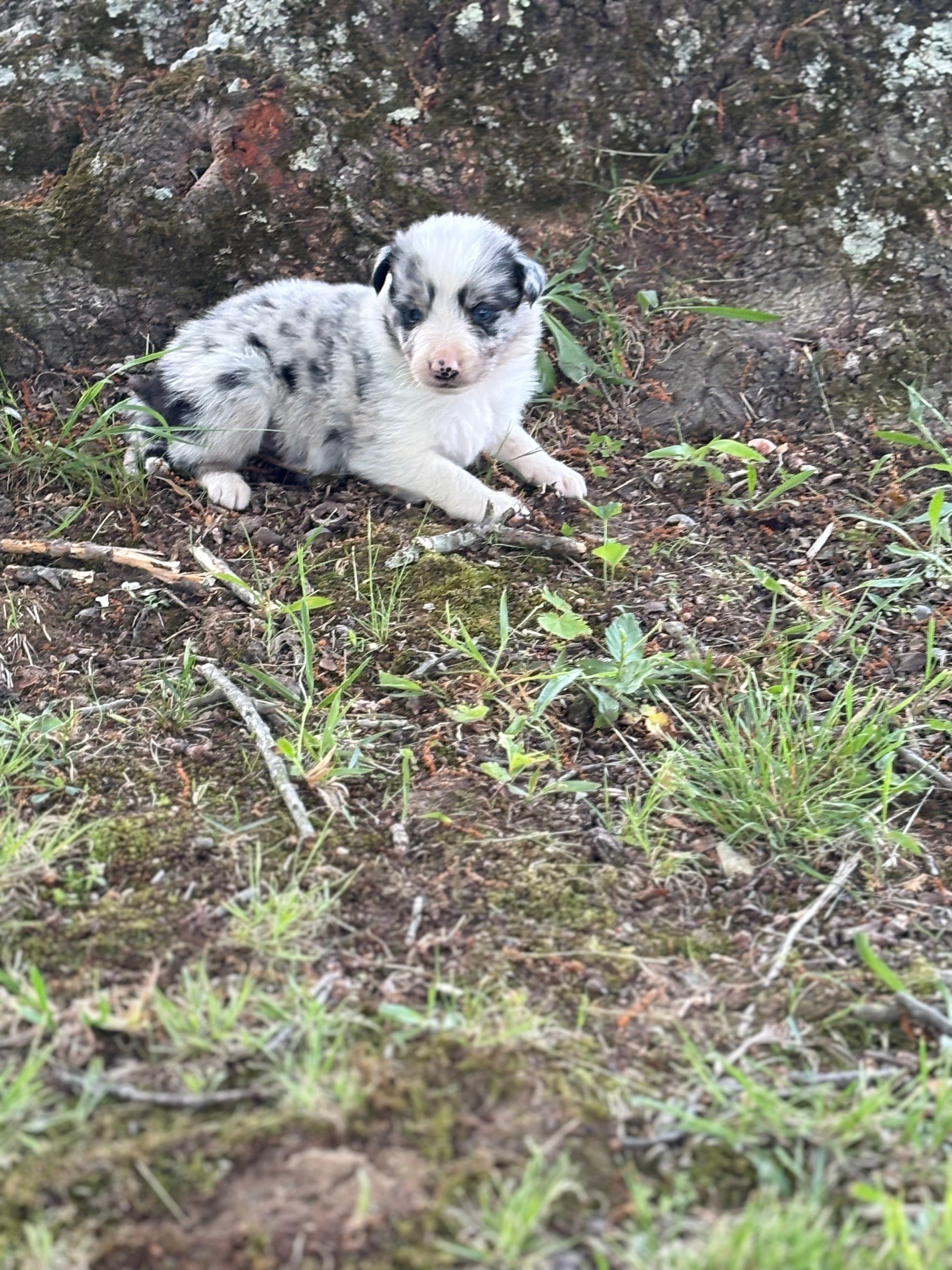 Blue Merle male Rough Collie puppy Jax available - Ross Vegas Kennels