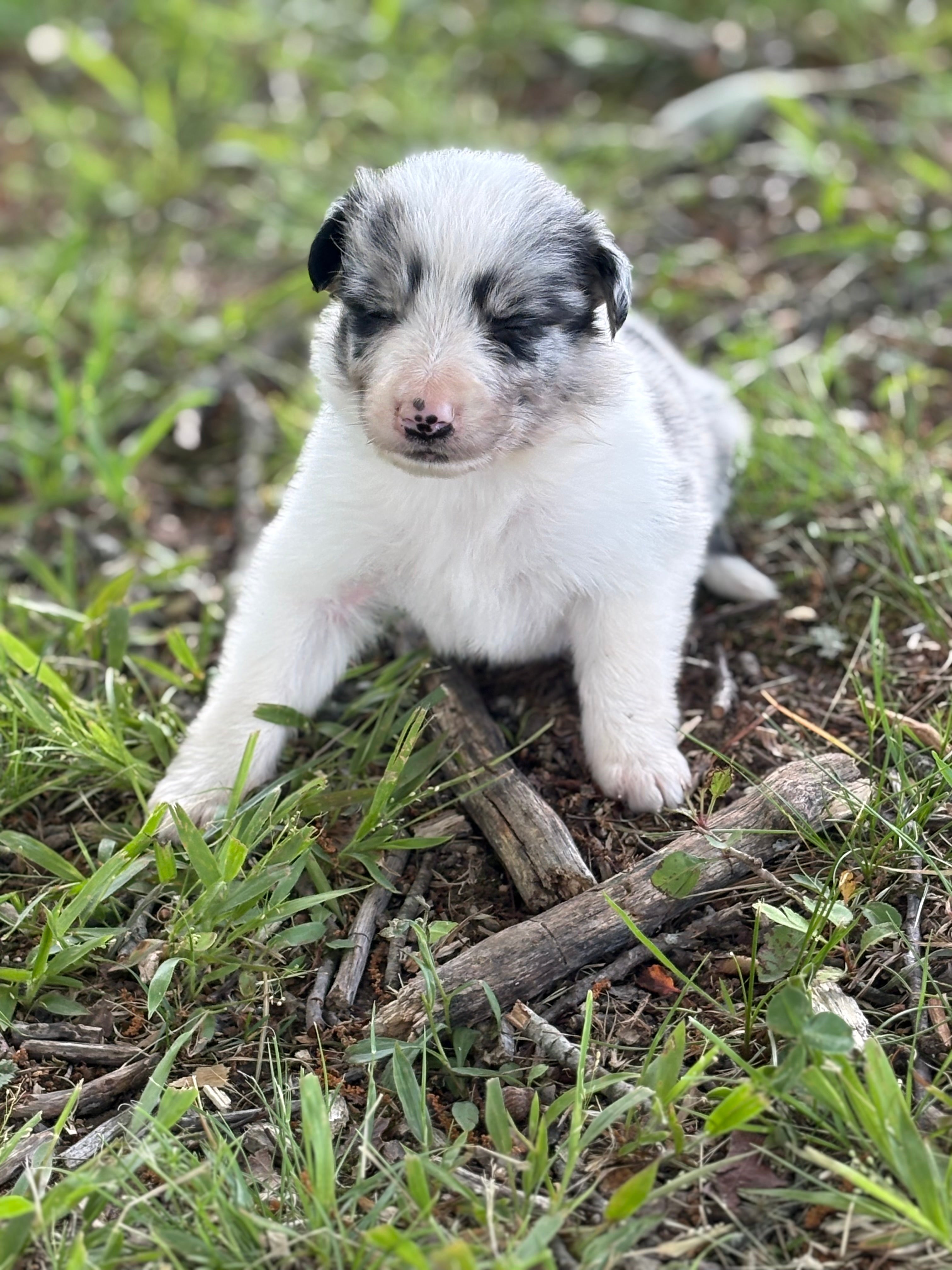 Blue Merle male Rough Collie puppy Jax available - Ross Vegas Kennels