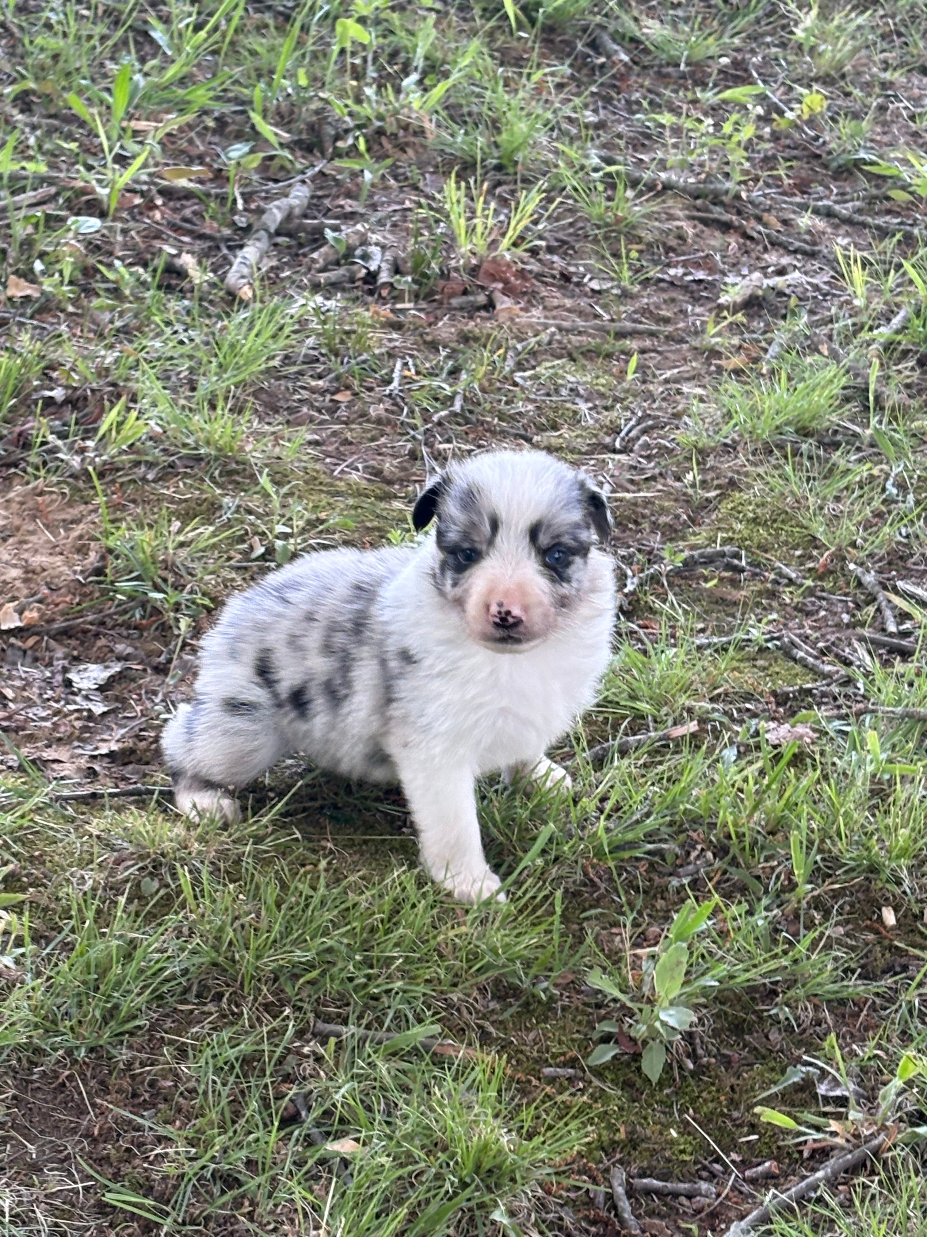 Blue Merle male Rough Collie puppy Jax available - Ross Vegas Kennels