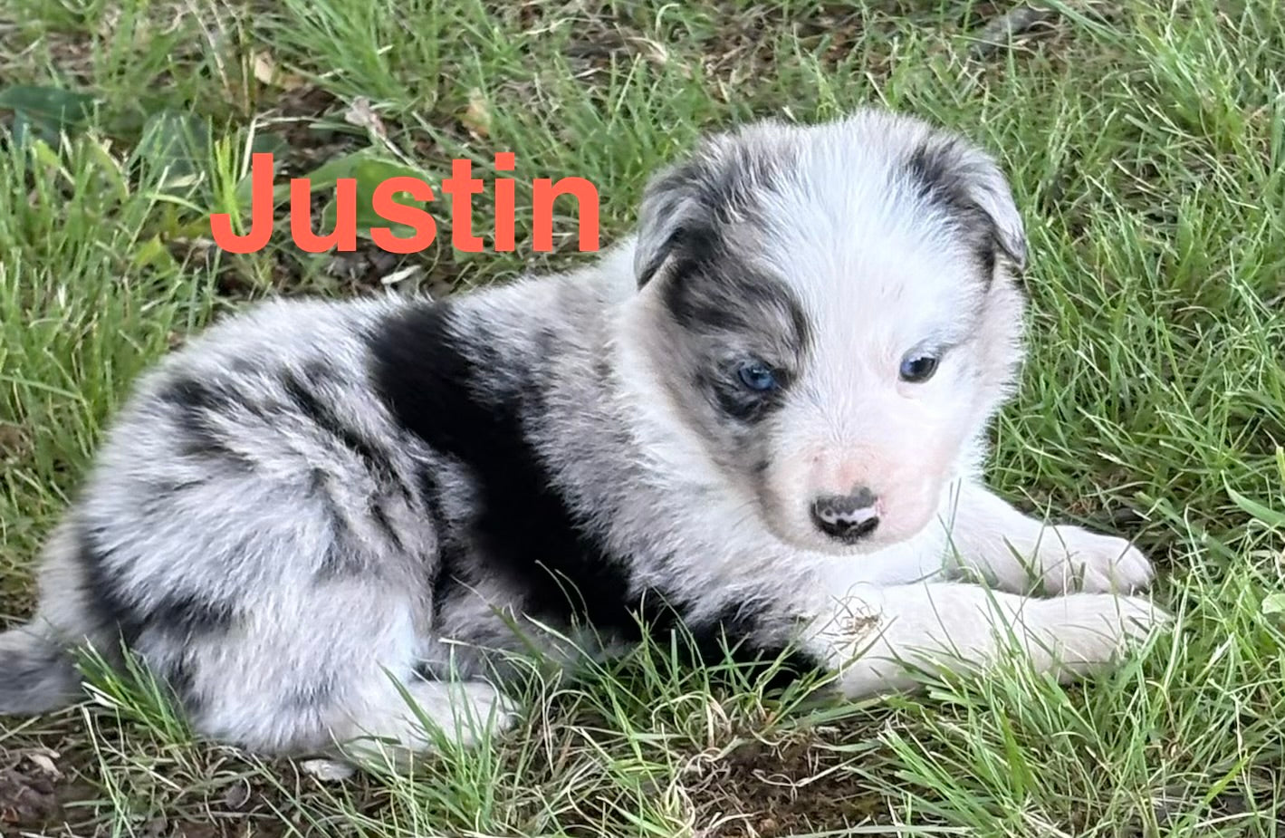 Blue Merle male Rough Collie puppy Justin available - Ross Vegas Kennels