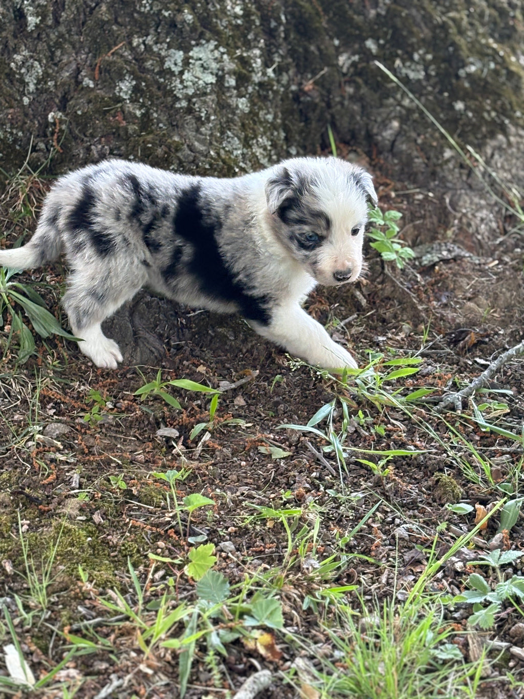 Blue Merle male Rough Collie puppy Justin available - Ross Vegas Kennels