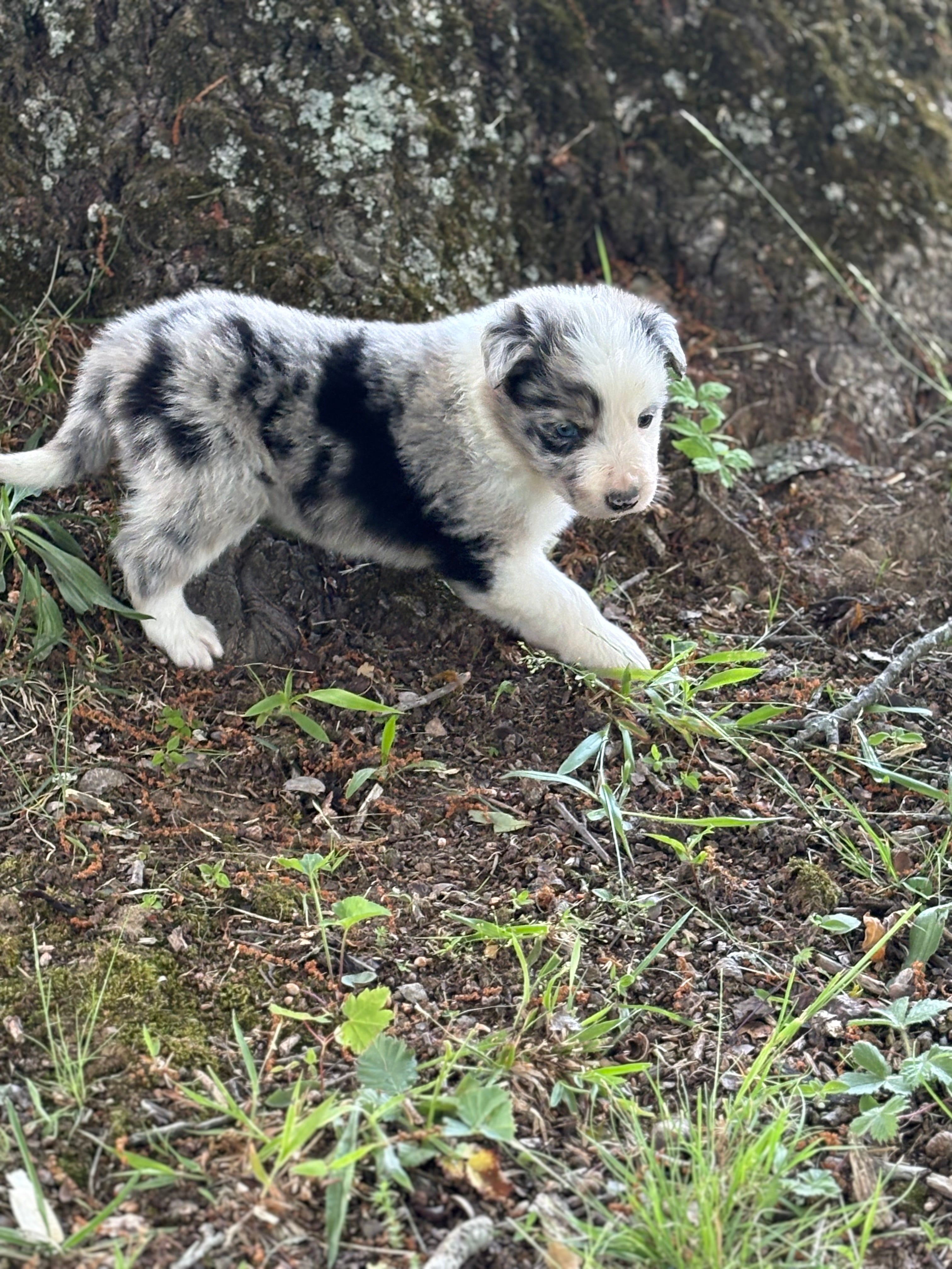Blue Merle male Rough Collie puppy Justin available - Ross Vegas Kennels