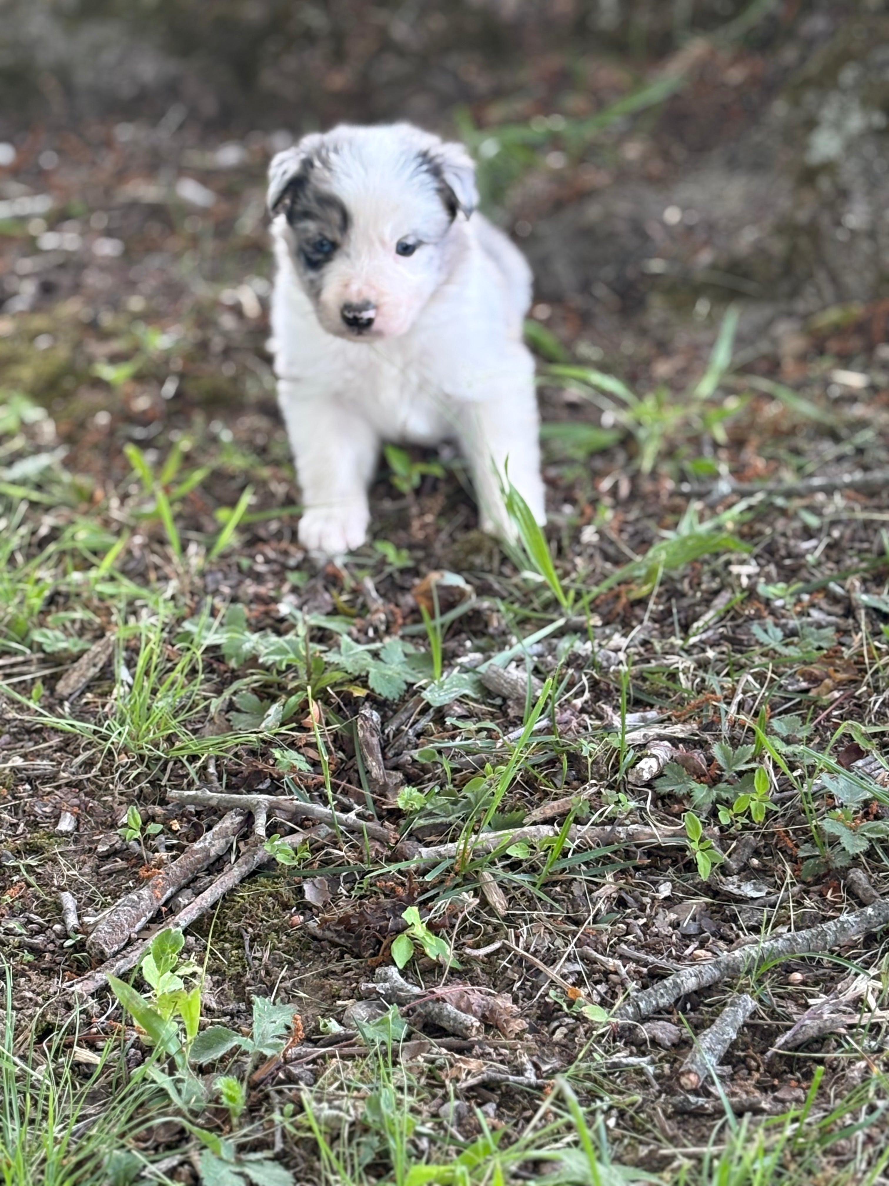 Blue Merle male Rough Collie puppy Justin available - Ross Vegas Kennels