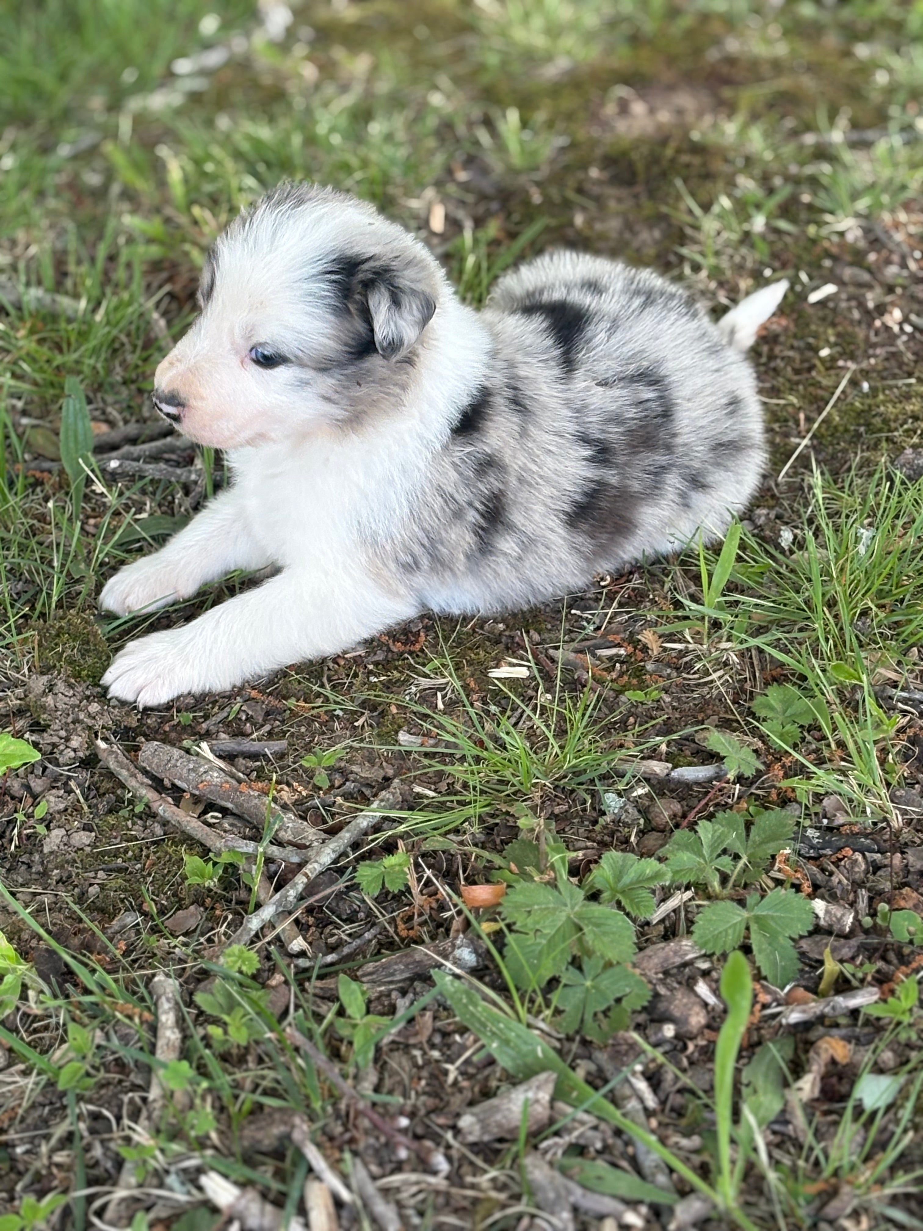 Blue Merle male Rough Collie puppy Justin available - Ross Vegas Kennels