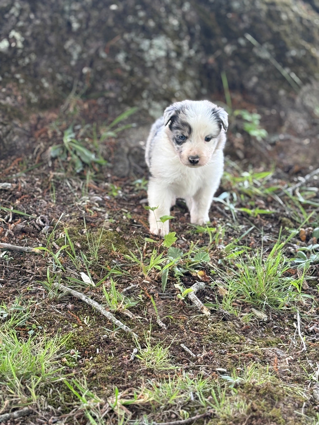Blue Merle male Rough Collie puppy Justin available - Ross Vegas Kennels