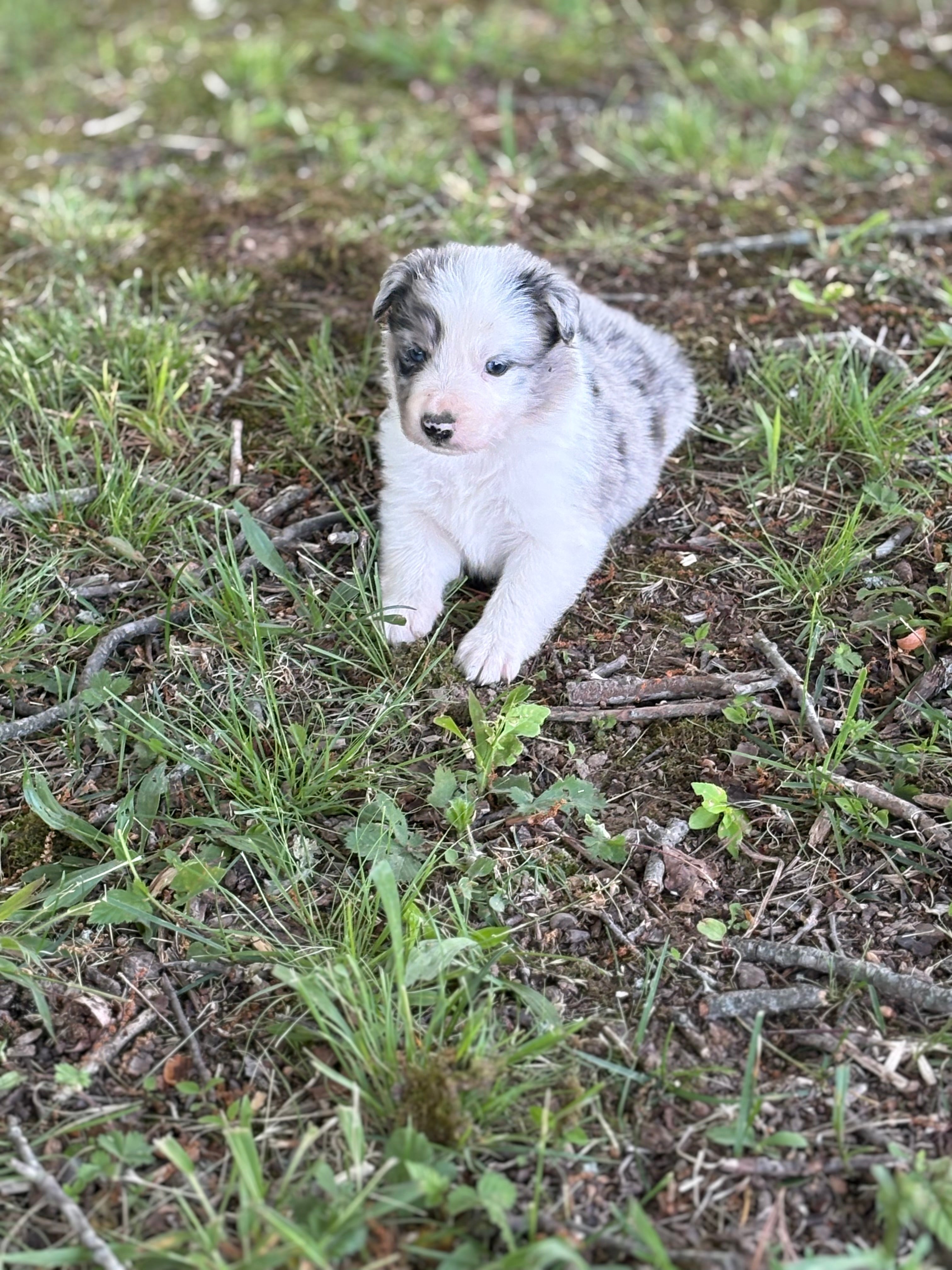 Blue Merle male Rough Collie puppy Justin available - Ross Vegas Kennels