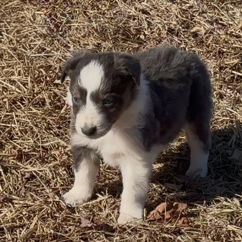 Marvin-(Blue Tri)
