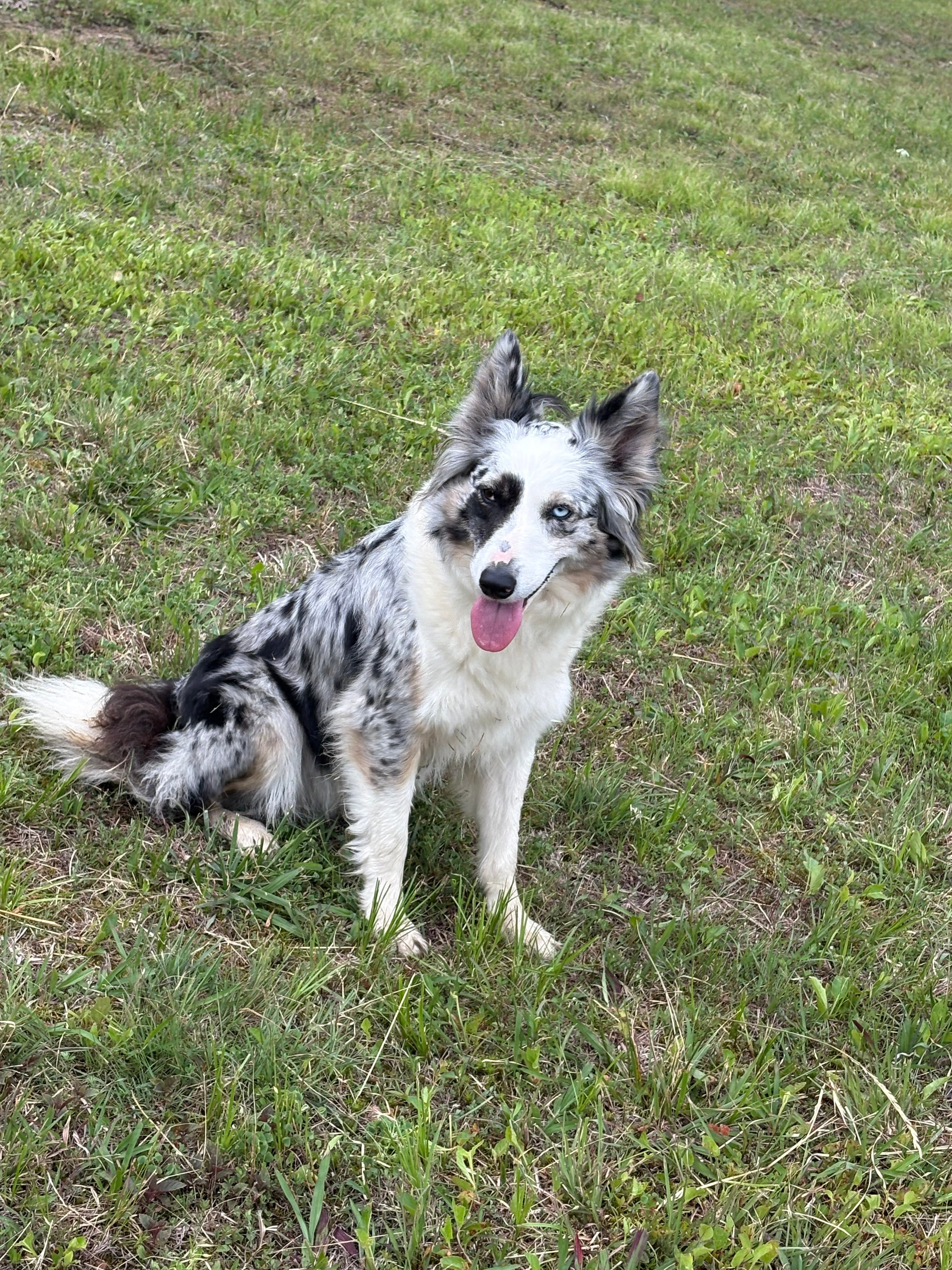 Pepper Breeding border collie from RossVegasKennels