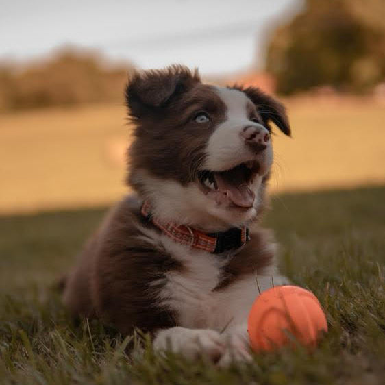 happy Border Collie puppy with family - Ross Vegas Kennels