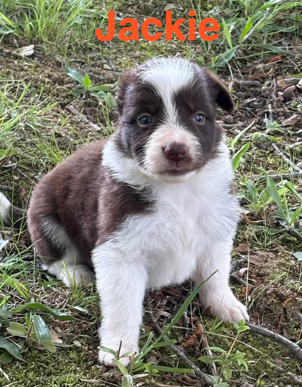 Red and White female Rough Collie puppy Jackie available - Ross Vegas Kennels