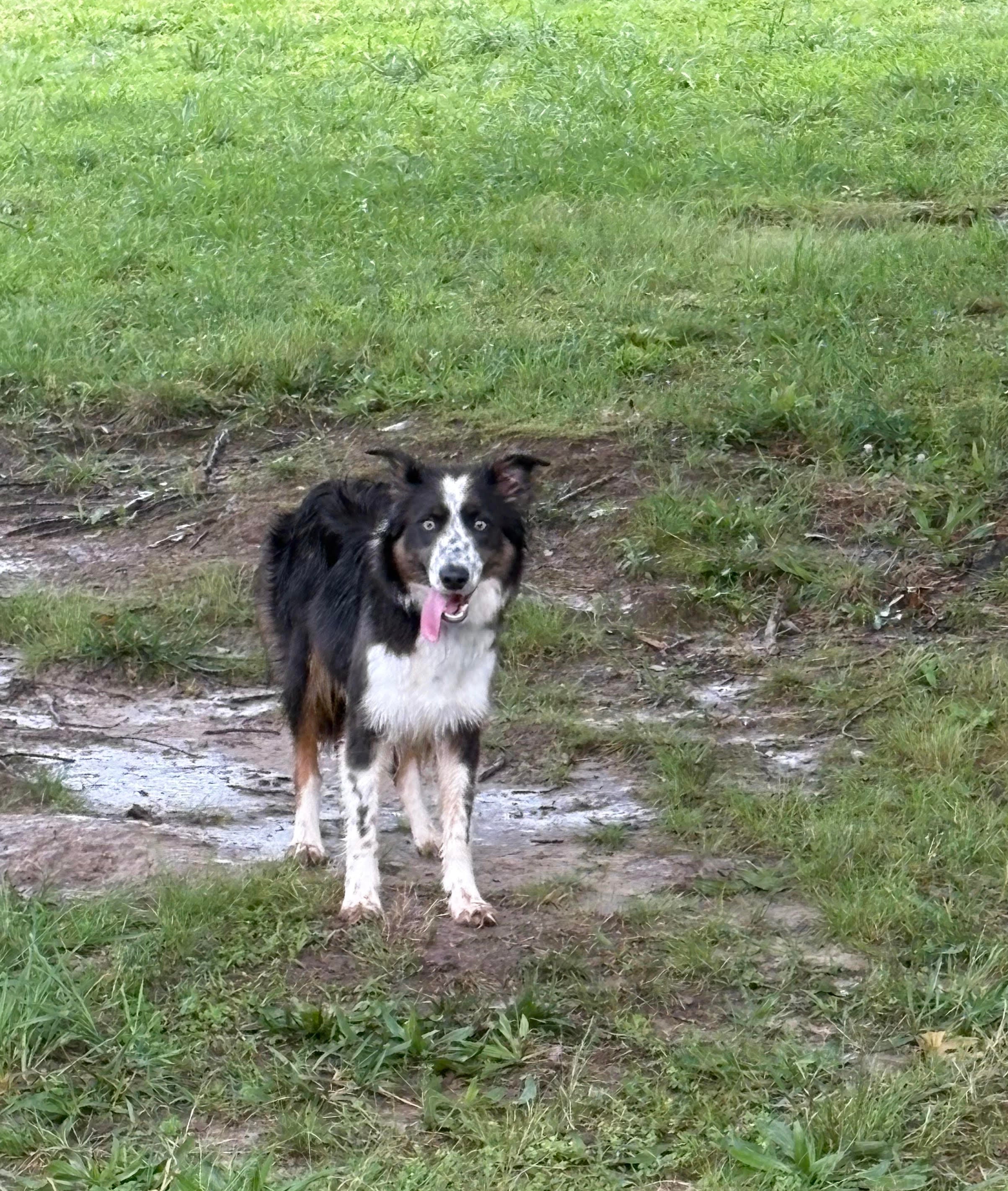 Renfri - Blue Tri female Border Collie breeding dog - Ross Vegas Kennels