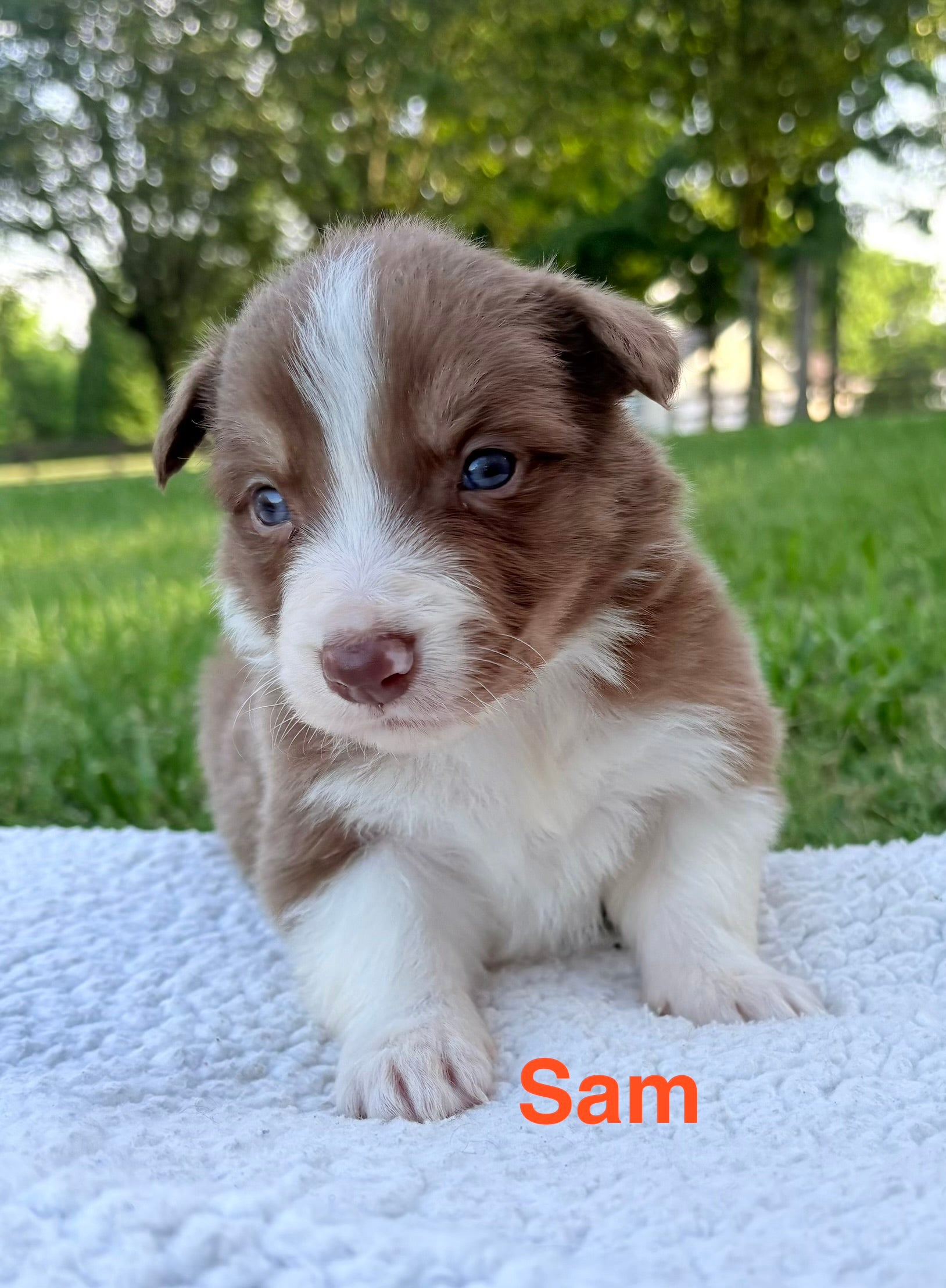 Sam lilac and white Ross Vegas kennels