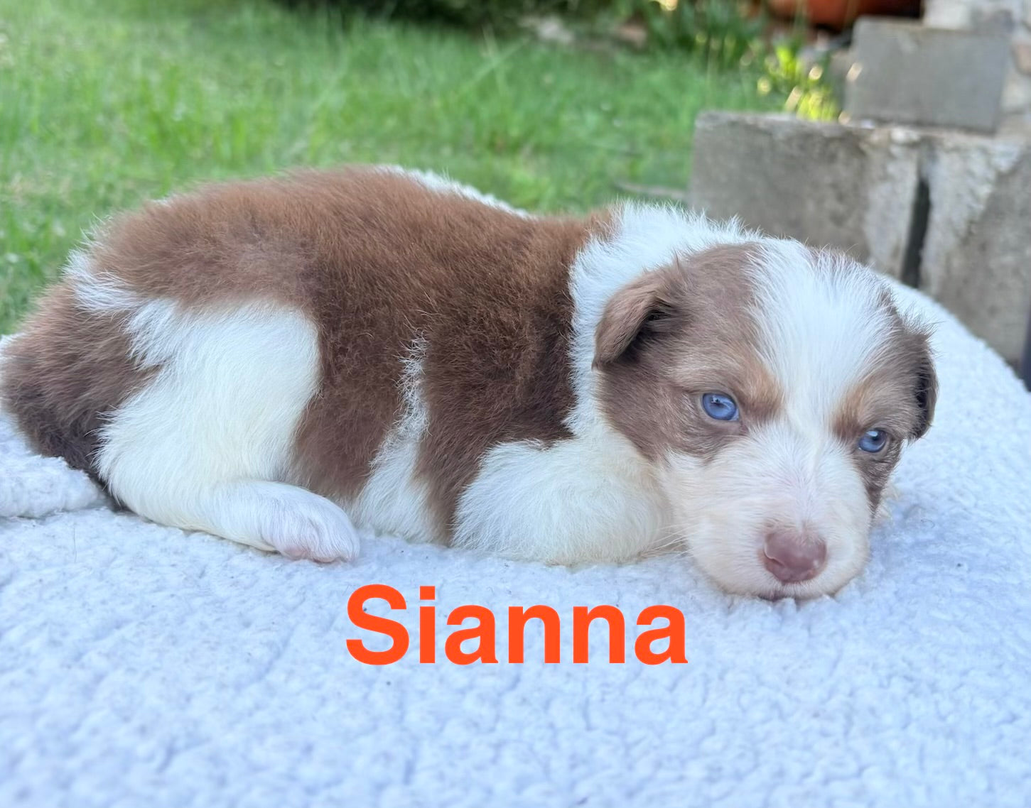 Sianna Sable and brindle Ross Vegas kennels